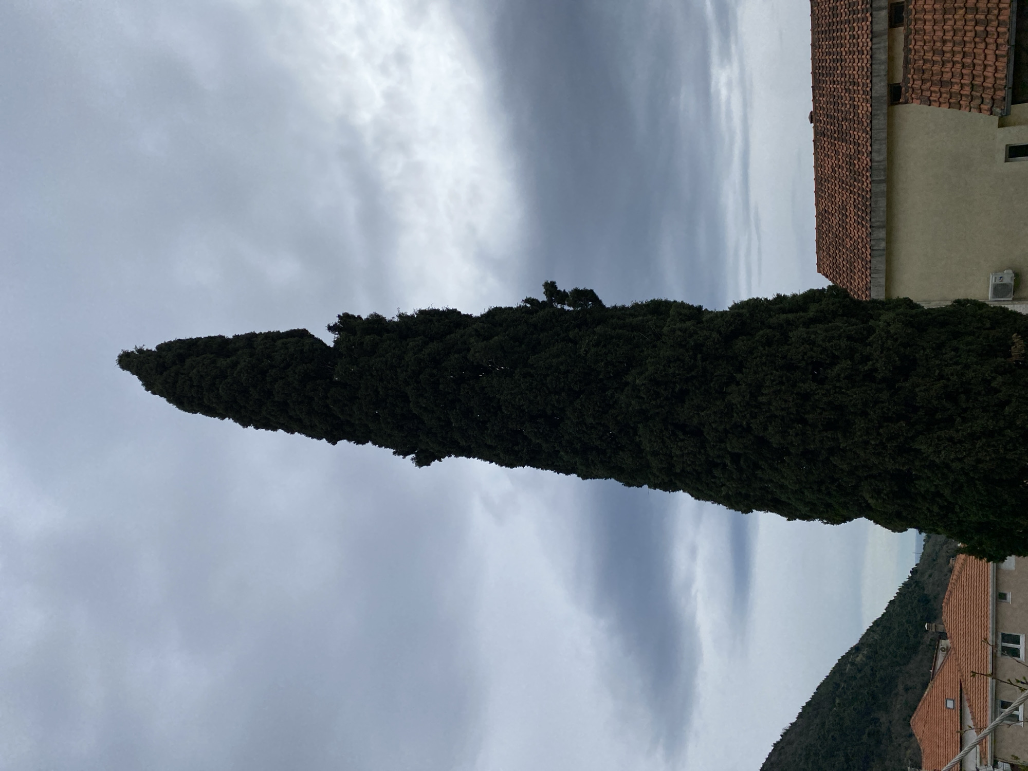 The image shows a tall, thin, dark green tree in Budva, Montenegro, against a cloudy sky. The tree is a prominent feature, dominating the center of the frame. To the right of the tree, there are buildings with red-tiled roofs and light-colored walls. In the distance, there is a glimpse of a tree-covered mountain slope. The sky is overcast, with various shades of gray clouds.