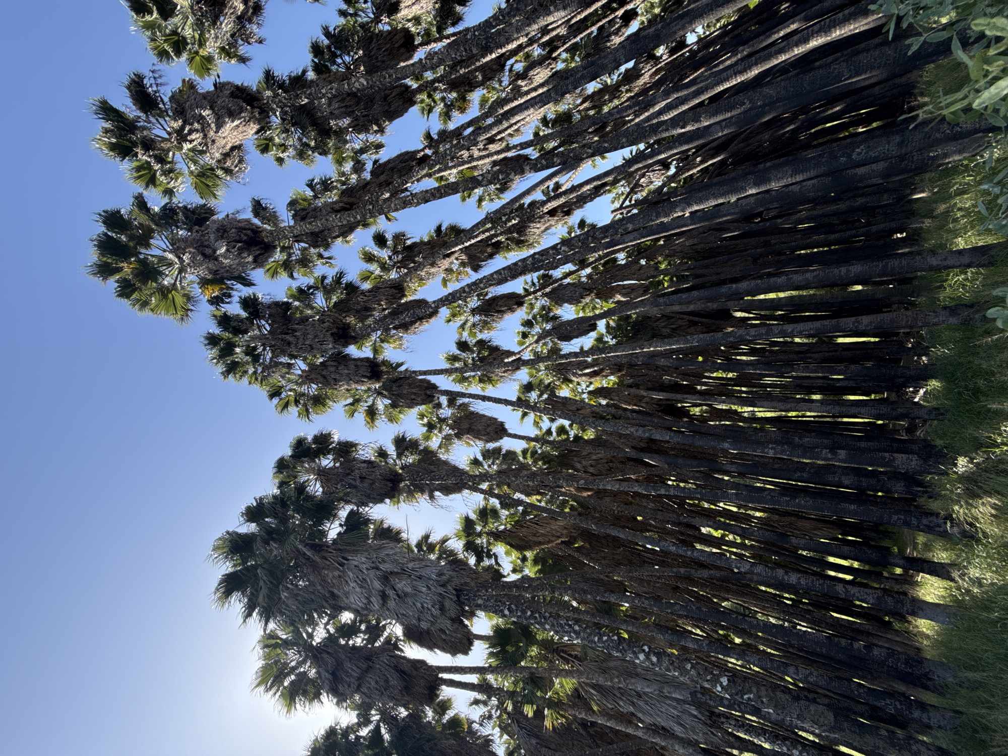 The image shows a perspective looking up at a row of palm trees against a clear blue sky in Mate Yehuda Regional Council, Israel. The trees have tall, dark brown trunks with clusters of green and dried brown fronds at the top. The sun is shining, creating bright spots and shadows. Grass is visible along the bottom of the image.