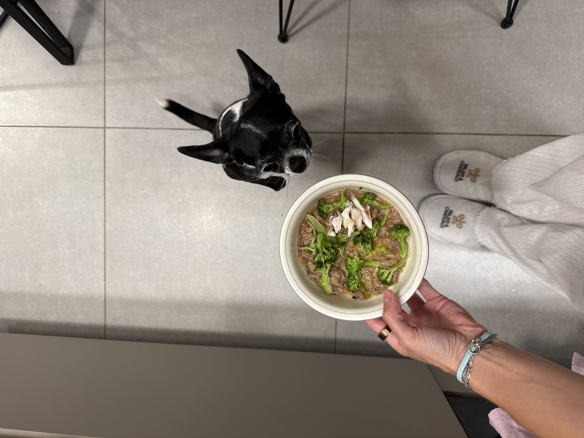 An overhead shot captures an indoor scene where a person is presenting a bowl of food to a small, black and white dog. The dog, possibly a Chihuahua mix, has pointed ears and a white marking on its back, and looks up with intense eagerness at the bowl.
The food in the white bowl appears to be a mix of ground meat, vibrant green broccoli florets, and lighter, shredded pieces, possibly chicken or fish, all in a broth or sauce. A human hand, adorned with a gold ring on the ring finger and a light blue and silver bracelet on the wrist, holds the bowl.
In the background, the lower legs and feet of a person are visible, wearing plush white slippers. Each slipper is embroidered with a golden logo and the text "RELAIS & CHÂTEAUX." The floor is a light grey tile, and a dark metal furniture leg is partially visible in the upper left. The image depicts a moment of feeding or preparing to feed the dog, conveying an emotional connection and anticipation. The setting is likely a modern indoor space, potentially in Tel-Aviv, Israel.