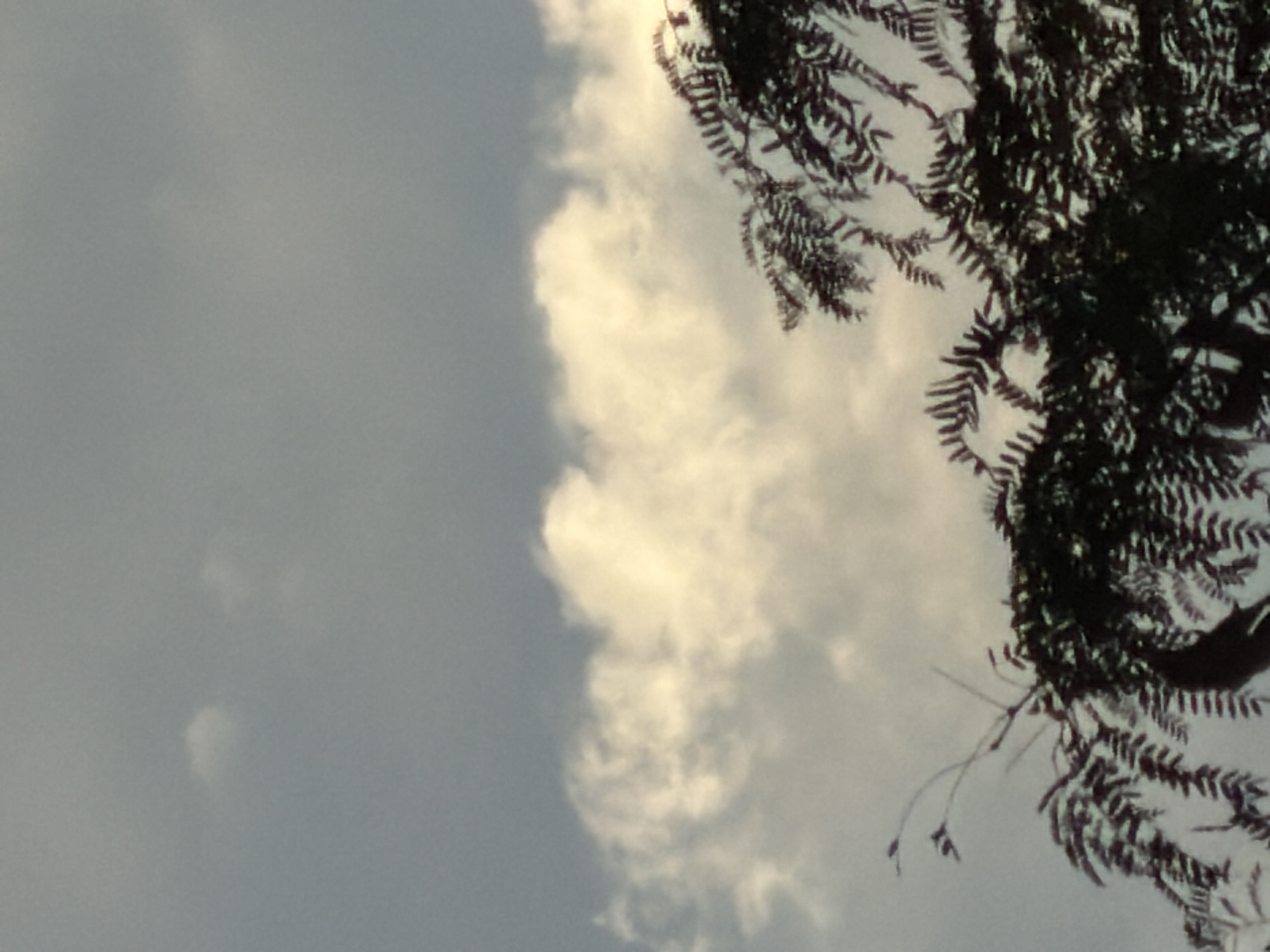 The image captures a cloudy sky with a prominent formation of soft, yellowish-white clouds. Silhouetted against this sky is the dark foliage of a tree, with intricate branches and leaves filling the lower portion of the frame. The scene appears to be an outdoor environment, likely a park or a residential area in Chirchik, Uzbekistan, characterized by the natural elements of sky and vegetation. No people or specific urban structures are visible, creating a naturalistic and somewhat tranquil atmosphere.
