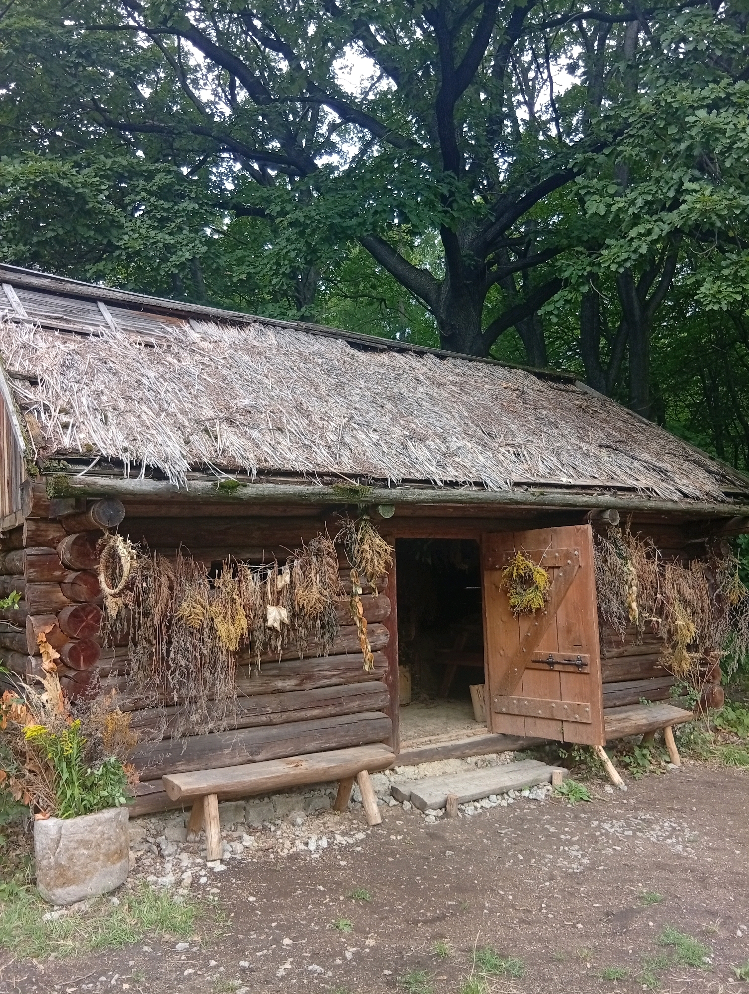 A rustic wooden log cabin with a thatched roof is situated in a forested area, possibly in Będkowice, Poland. Dried herbs and plants hang from the exterior of the cabin, creating a natural, earthy aesthetic. Two wooden benches are placed outside the cabin, one on each side of the entrance. In front of the cabin, a stone planter holds a variety of green plants and dried flowers. The ground surrounding the cabin is covered in dirt, gravel, and grass. The overall scene evokes a sense of traditional rural life and connection to nature.
