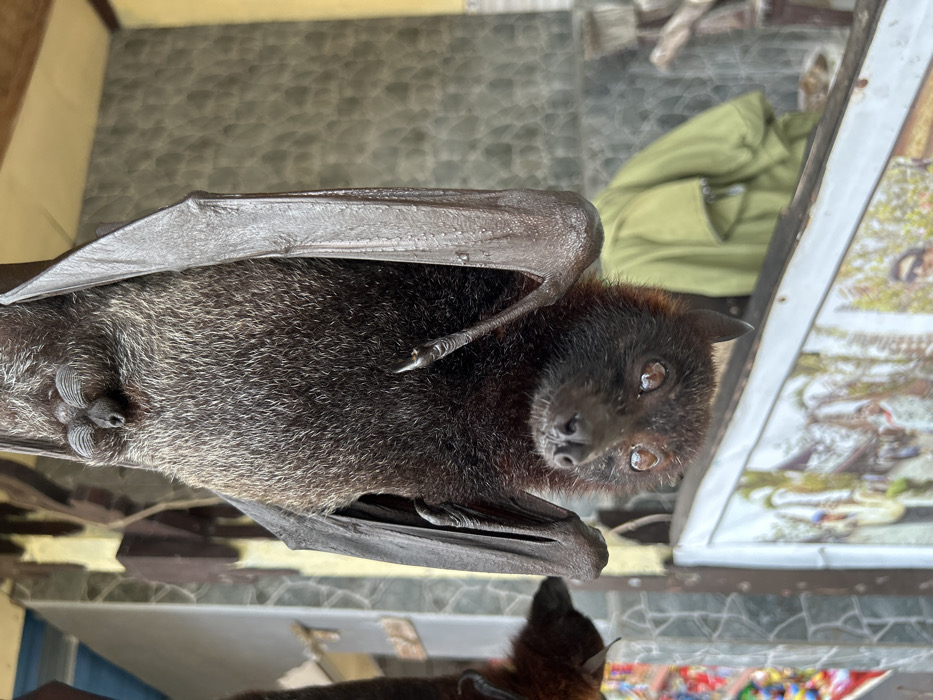 A Pteropodidae bat hangs inverted from an overhead structure in a semi-enclosed commercial or residential area within the city of Unknown, Unknown. The adult bat, with dark brown fur and large, reflective eyes, is positioned centrally, gazing forward. Its folded, leathery wings and visible foot claws are discernible. A second bat is partially visible hanging to the left. The background features a grey tiled wall section on the left and a plain yellow wall section on the right, topped by a wooden beam. Below the bat, a framed picture with a white border shows a landscape. An olive-green jacket is draped in the background to the right, and a colorful mosaic-like display is visible to the left. The lighting is consistent with ambient daylight.