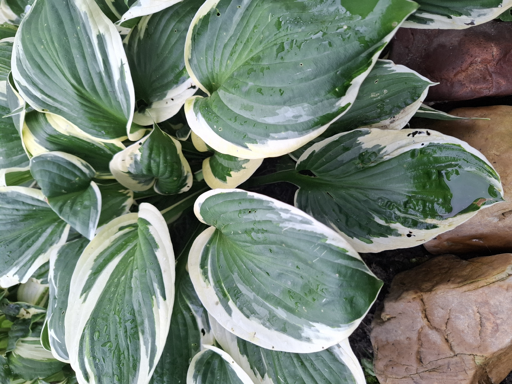 This is a close-up, overhead shot of a Hosta plant with variegated green and white leaves. The leaves are large, ovate, and have prominent veins. Many of the leaves are wet, with water droplets visible on their surfaces, suggesting recent rain or watering. The plant is situated outdoors, with several large, smooth, brown and reddish-brown rocks visible in the foreground and partially beneath the foliage. The soil is dark and appears moist. The image focuses on the textures and patterns of the leaves and rocks, with no people or specific landmarks visible. The setting is consistent with a garden or park environment, but without additional context, the specific location within Tyumen, Russia, cannot be determined from the image itself.
