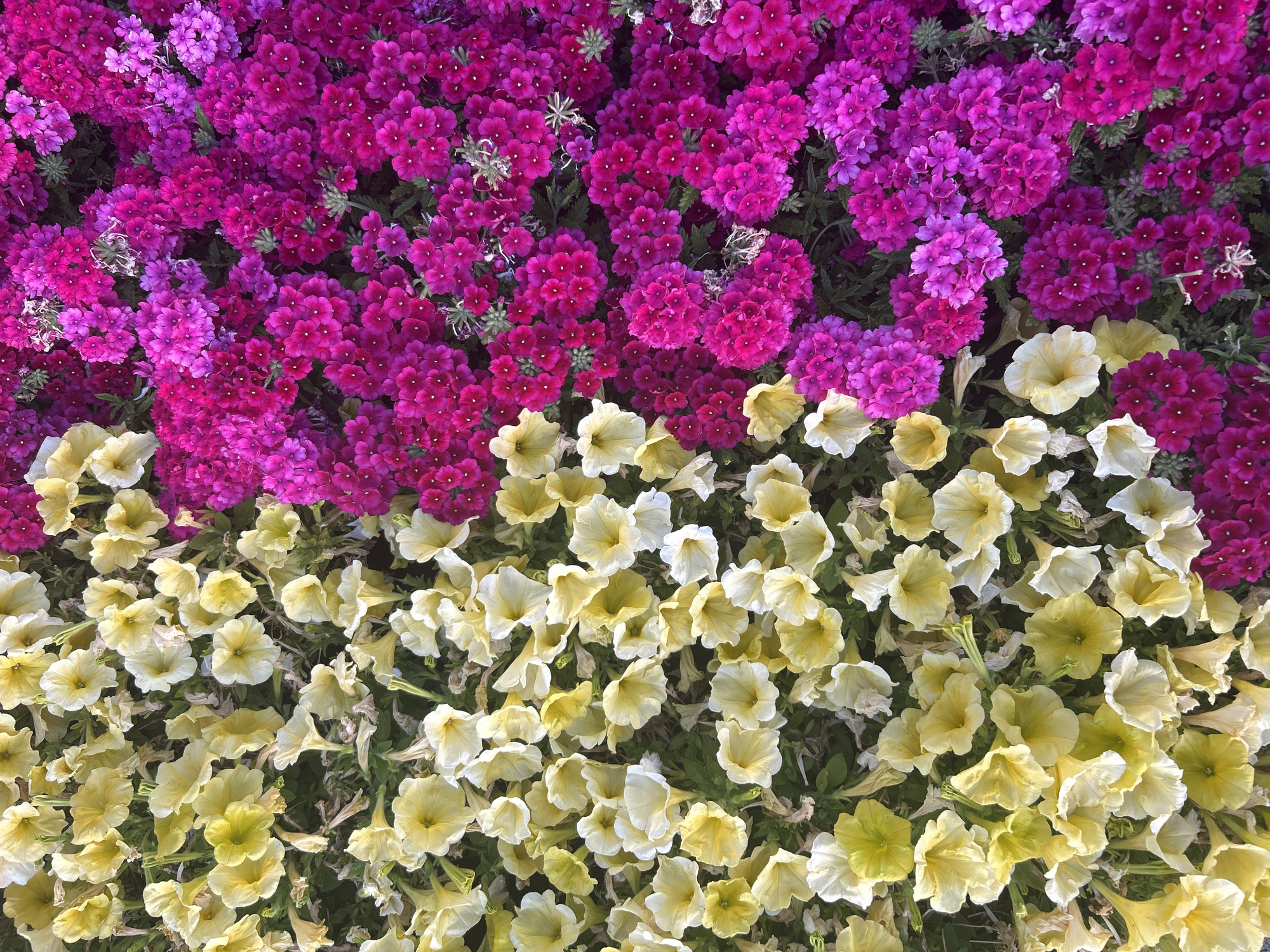 The image shows a dense arrangement of flowers in two distinct color zones. The top half features clusters of purple and magenta verbena flowers. The bottom half is filled with light yellow petunia flowers. The scene suggests a formal garden or landscaped area. There's no indication of people or specific landmarks that would identify the location as Câmara de Lobos, Portugal.