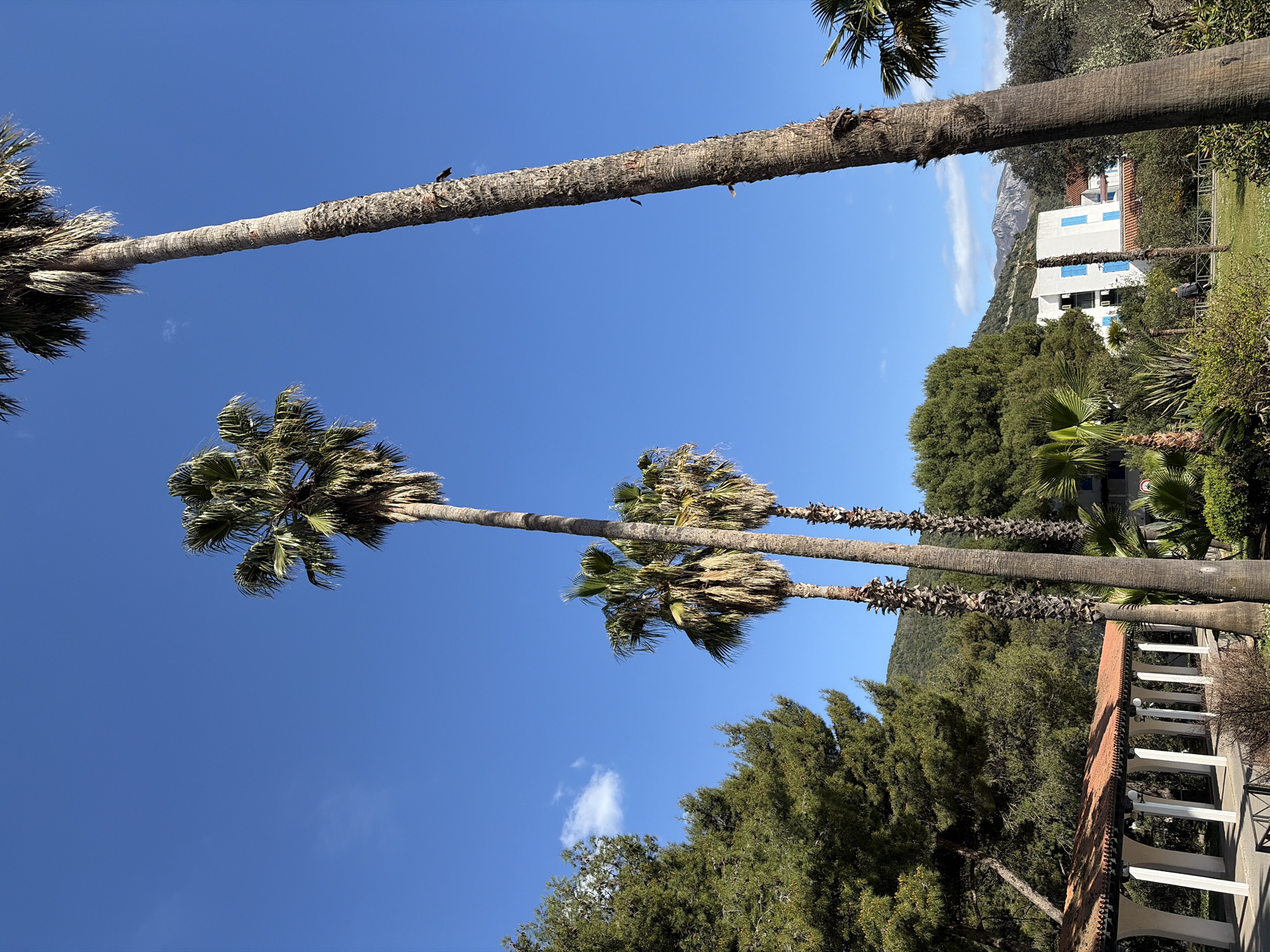 The image depicts an outdoor scene in Budva, Montenegro, under a clear blue sky with sparse white clouds. The perspective is upward-angled, emphasizing the height of several palm trees that dominate the foreground and midground.
In the immediate foreground and extending into the midground, multiple tall palm trees are visible. The largest palm tree on the far right, partially cropped, features a textured, segmented trunk. Two dark, elongated objects, possibly birds or remnants of fronds, are affixed to its upper trunk. Other palm trees, varying in height, display green fronds at their crowns and textured trunks.
To the left of the scene, a dense mass of tall green coniferous trees, likely pines, forms a natural backdrop. Below these trees, a covered walkway, or colonnade, is present. This structure features multiple white arched pillars supporting a terracotta-tiled roof, extending horizontally across the mid-left portion of the image.
In the midground, partially obscured by vegetation, a multi-story white building is visible. This building has a red tiled roof and numerous windows, each fitted with distinctive blue shutters.
A single individual, dressed in dark clothing, is observed walking on a paved path in the midground, positioned between the vegetation and the white building. A low metal fence or railing separates the path from a landscaped area with various shrubs and smaller palm plants.
The distant background reveals a range of green and rocky mountains under the bright sky. The overall scene suggests a well-maintained park, resort, or landscaped area with Mediterranean flora and architecture.