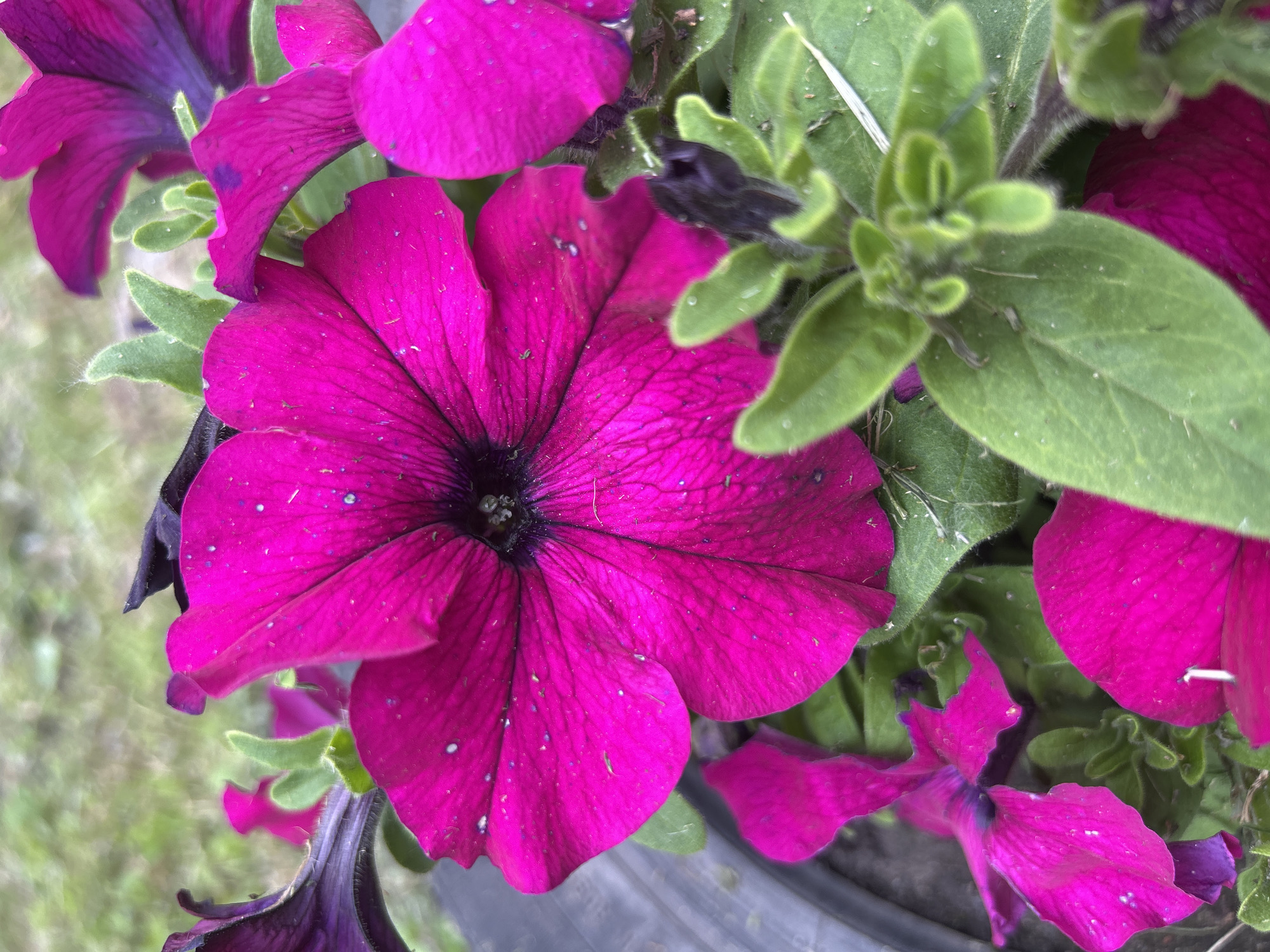 The image shows a close-up view of several bright pink petunia flowers and green foliage. The flowers are in various stages of bloom, with some fully open and others in bud. The petals are delicate and have a velvety texture, with fine veins radiating from the center. Tiny white specks are visible on the petals, possibly pollen or water droplets. The leaves are a vibrant green and appear fuzzy, characteristic of petunia foliage. In the background, a blurred out area of green suggests grass or other vegetation. A dark, possibly black, circular object is partially visible on the left side of the image, which may be the edge of a pot or planter. The overall impression is of a well-maintained garden or decorative planting. The image does not provide any specific location within Bila Tserkva, Ukraine.