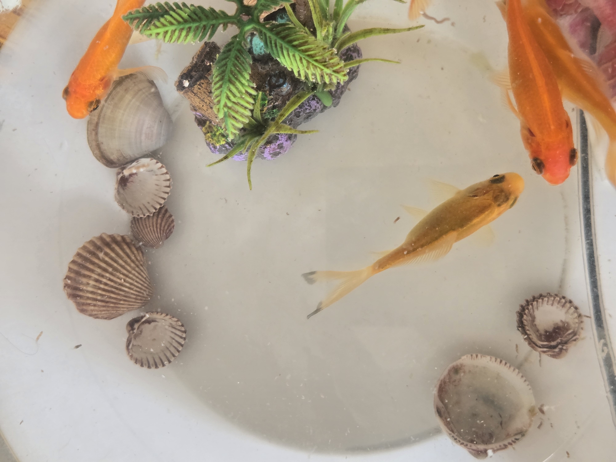 The image shows an overhead view of a bowl containing several small goldfish and various seashells. The goldfish are predominantly orange and yellow, with one appearing to be a lighter, almost golden hue. They are swimming in clear water within a white bowl. Scattered among the fish are several seashells, including some larger, ribbed ones and smaller, delicate ones. A small artificial plant with green, leafy fronds is also visible in the upper left quadrant of the bowl, anchored to a piece of dark, textured material. The lighting suggests an indoor setting, possibly a home aquarium or a decorative display. The focus is on the aquatic life and the decorative elements within the bowl. There is no visible text in the image. The overall impression is one of a peaceful, miniature aquatic scene.
