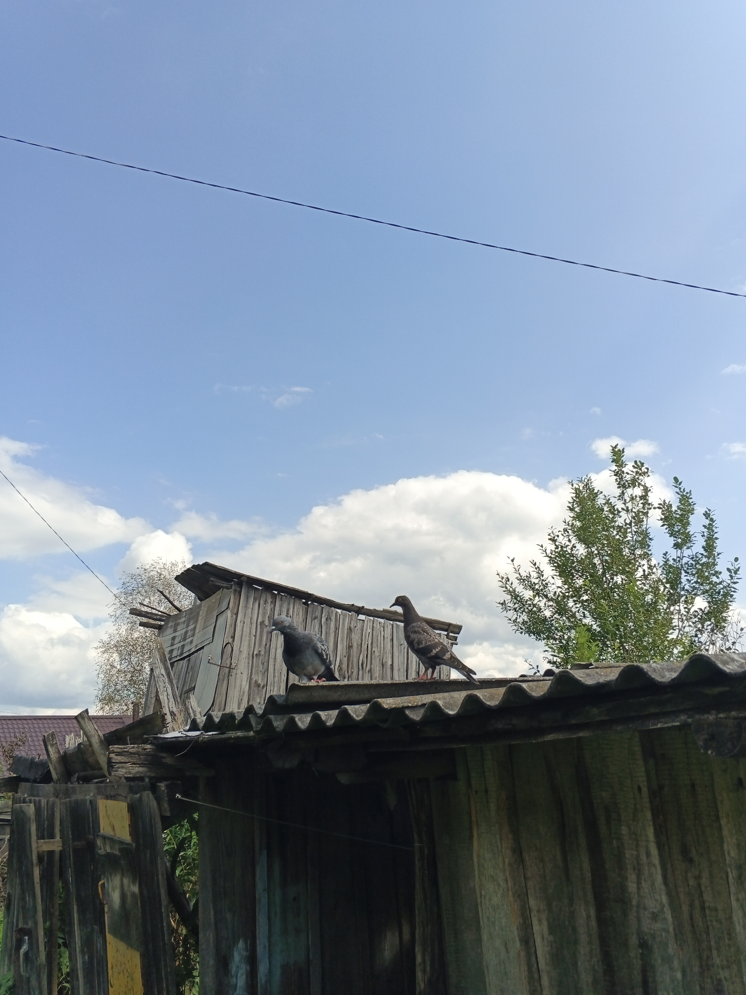 Two pigeons are perched on the corrugated roof of a dilapidated wooden structure, possibly a shed or an outbuilding, in Medvedyovka, Russia. The structure is weathered, with visible signs of disrepair on its wooden walls and roof. In the background, a green tree with dense foliage stands to the right, and a lighter, more sparse tree with visible branches is situated behind and to the left of the main wooden structure. The sky above is a vibrant blue, dotted with fluffy white clouds, suggesting it is a clear and pleasant day. A thin black wire stretches diagonally across the upper portion of the frame, from the left edge towards the right. The scene appears to be set in a rural or semi-rural environment, likely during daylight hours given the bright sky. There is no visible text in the image. The overall impression is one of a simple, somewhat rustic outdoor setting.