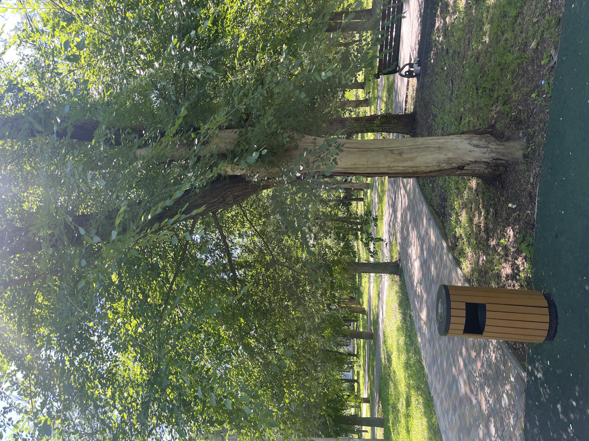 A park scene in Donskoye, Russia, features a paved pathway winding through a grassy area with numerous trees. In the foreground, a light brown, cylindrical trash receptacle with vertical slats and a black top stands on a dark green surface. To the right, a dark brown wooden park bench with black metal legs is situated on the grass near the pathway. A large tree with light-colored bark is prominently positioned in the mid-right of the frame, casting shadows on the pathway. The sun shines through the dense green foliage of the trees, creating a dappled light effect. The background shows more trees and a clear sky.