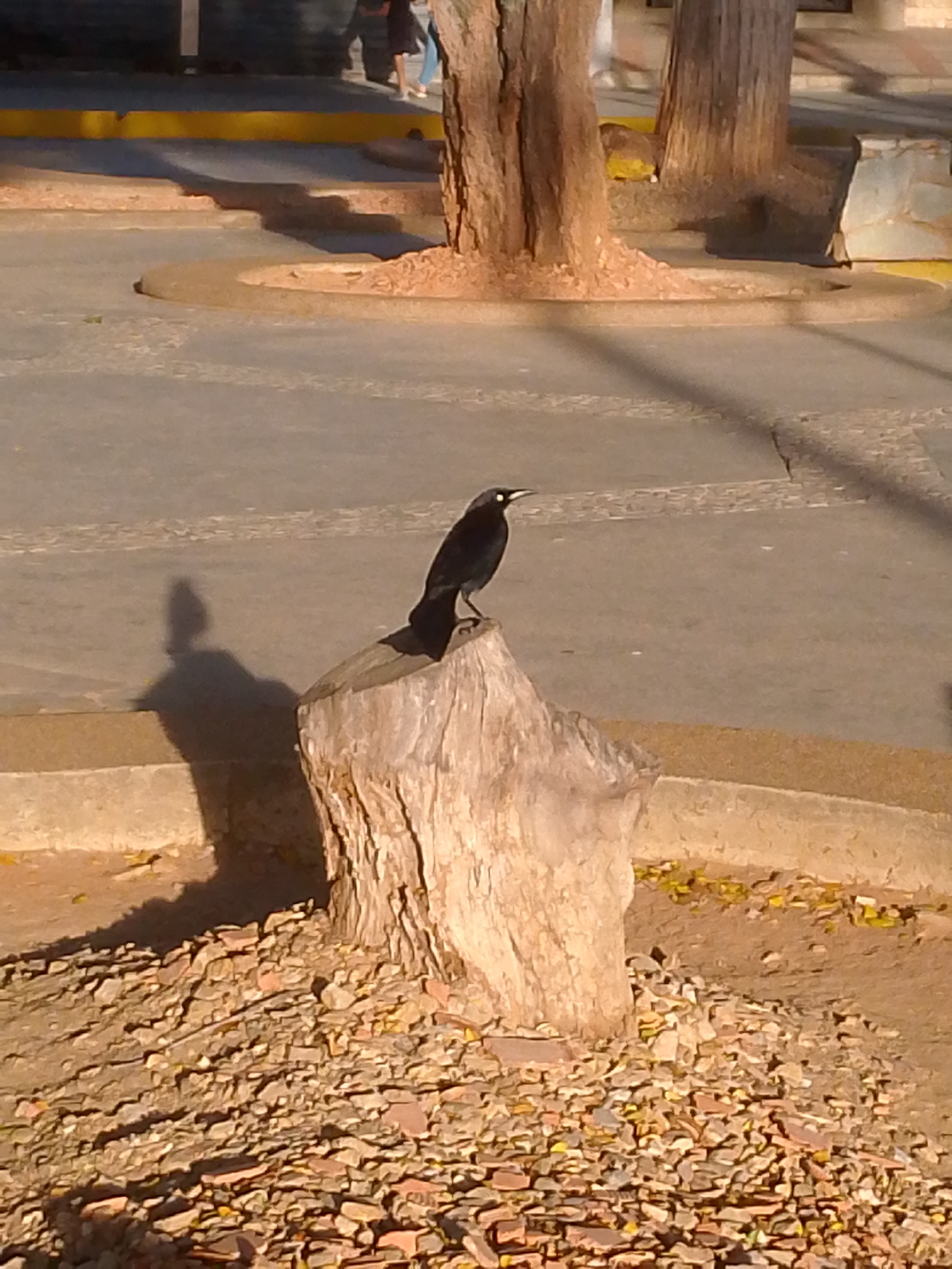 The image depicts an outdoor public space in Juan Griego, Venezuela, under natural sunlight casting long shadows, indicative of early morning or late afternoon. A black bird with a prominent white eye is perched centrally on a weathered, light brown tree stump. The ground immediately surrounding the stump is covered with an assortment of small, irregular reddish-brown and light-colored rocks, fragmented debris, and scattered yellow leaves. Behind the stump, the ground transitions to a light gray concrete or paved surface, featuring raised concrete borders forming circular or curvilinear planters around visible tree trunks. A distinct shadow of the bird is cast onto the paved surface to the left. In the blurred background, several more tree trunks are visible, along with a horizontal yellow painted line or curb. Beyond this, two indistinct human figures are visible walking from left to right, partially obscured. One figure displays dark clothing on the upper body and lighter-colored pants, while the other is less clear.