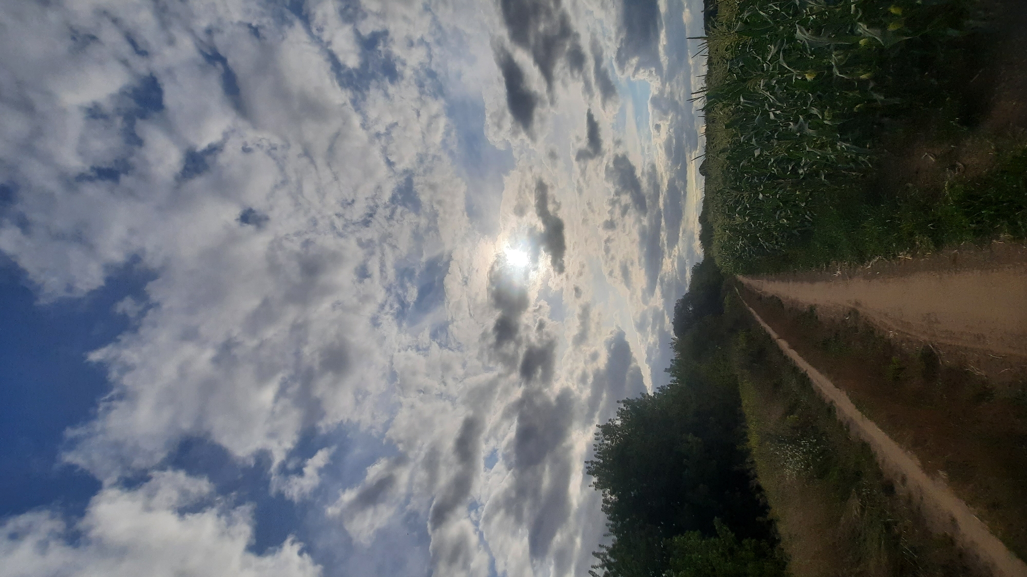 The image depicts a dirt path running through a rural landscape under a cloudy sky. The path is bordered on the left by a grassy verge and trees, and on the right by a field of corn. The sun is partially obscured by clouds, casting a diffused light on the scene. The overall impression is one of a natural, open environment. The location is identified as the city of Shklou, Belarus, suggesting a countryside setting within or near this Belarusian locality.