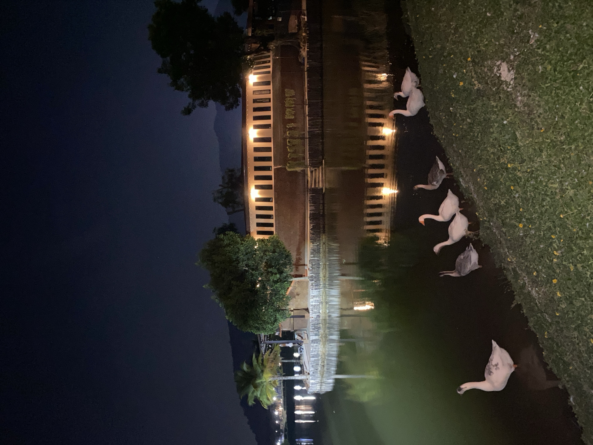 This nighttime image presents a tranquil scene beside a body of water, likely in Choeng Thale, Thailand. The overall atmosphere is peaceful and serene, illuminated by artificial lights and reflections.
On the left side of the frame, a modern building or structure, possibly part of a resort or restaurant, stretches along the water's edge. It is brightly lit by a series of rectangular lights that cast prominent, shimmering reflections across the dark, green-hued water. Silhouetted against the night sky are tall, dark trees, including a distinctive palm tree, positioned on the bank near the illuminated structure. In the distant background on the left, faint outlines of mountains or hills are visible against the dark night sky.
The right side of the image features a vibrant, green grassy bank that gently slopes down to the water. Small, scattered yellow flowers dot the grass. A group of geese are the main animal subjects, adding a natural element to the scene. One white goose is prominently situated on the grassy bank in the foreground. Further into the scene, a collection of five to six geese, displaying a mix of white and grayish-white plumage, are seen either wading in the water or actively feeding, with some immersing their heads beneath the surface. Their presence along the water's edge enhances the tranquil, natural setting.
The time of day is clearly night, indicated by the dark, clear sky and the reliance on artificial lighting. The reflections of the building's lights on the water are a notable detail, creating striking visual patterns. No visible text is present in the image.