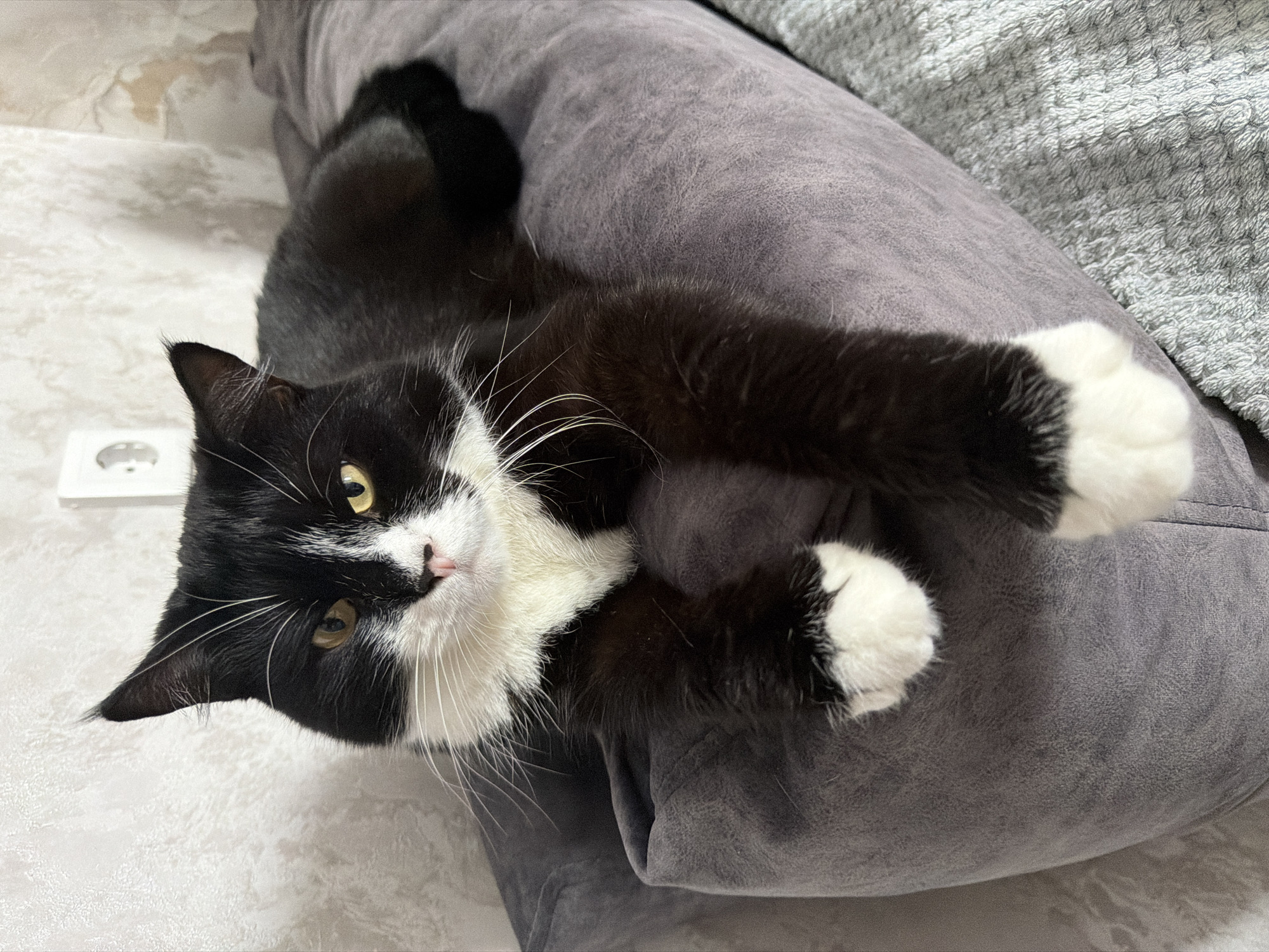 A black and white cat with yellow eyes is lying on a grey pillow. The cat's front paws, which are white, are draped over the edge of the pillow. The background consists of a textured wall with a white electrical outlet. The scene is indoors, likely in a residential setting. The cat is the sole subject of the image. The photograph appears to have been taken in the city of Chekhov, Russia.