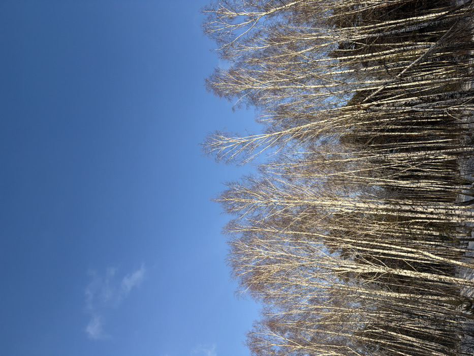The image displays a dense stand of deciduous trees, predominantly birch, under a clear, bright blue sky in the city of Taskino, Russia. The upper two-thirds of the frame are occupied by the sky, which exhibits a deep blue hue with a few faint, wispy white clouds visible in the upper left quadrant. The lower third of the image features numerous tall, slender trees with distinctive white bark and dark horizontal markings, indicative of birch species (Betula pendula). The trees are bare of foliage, their branches forming intricate patterns against the sky and the darker background of the forest interior. A thin, uneven layer of white snow covers portions of the ground beneath the trees, intermingled with visible patches of darker earth and underlying vegetation. Sunlight appears to illuminate the trees from the right, casting subtle shadows within the dense canopy. No individuals, animals, or man-made objects are visible within the scene.