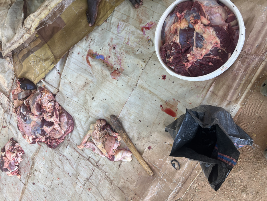 The scene depicts an outdoor or semi-outdoor raw meat processing area in Birnin Kebbi, Nigeria, viewed from an elevated perspective. The ground is covered by soiled, light-colored tarpaulins displaying numerous red and reddish-brown bloodstains, dirt, and dark specks consistent with insects.
In the upper left quadrant, a mound of raw, reddish-pink meat is present. Adjacent to the upper right, a larger, irregular pile consists of assorted raw meat cuts, dark internal organs, and bone fragments, with a section exhibiting a dark, possibly bovine, skull portion and some purplish-blue staining on the tarp beneath it. Mid-left, a smaller collection of pale, convoluted internal organs lies next to a cylindrical, dark wood implement, approximately 30-40 cm in length.
A white, circular plastic basin in the bottom right is filled with various cuts of dark red raw meat, interspersed with pale yellow fat. A black, open, woven plastic bag rests in the lower left quadrant. The bare feet and lower ankles of a dark-skinned individual are visible on the far right, positioned on a darker, possibly folded, section of tarp. The tips of dark-colored footwear are visible along the bottom edge of the frame.