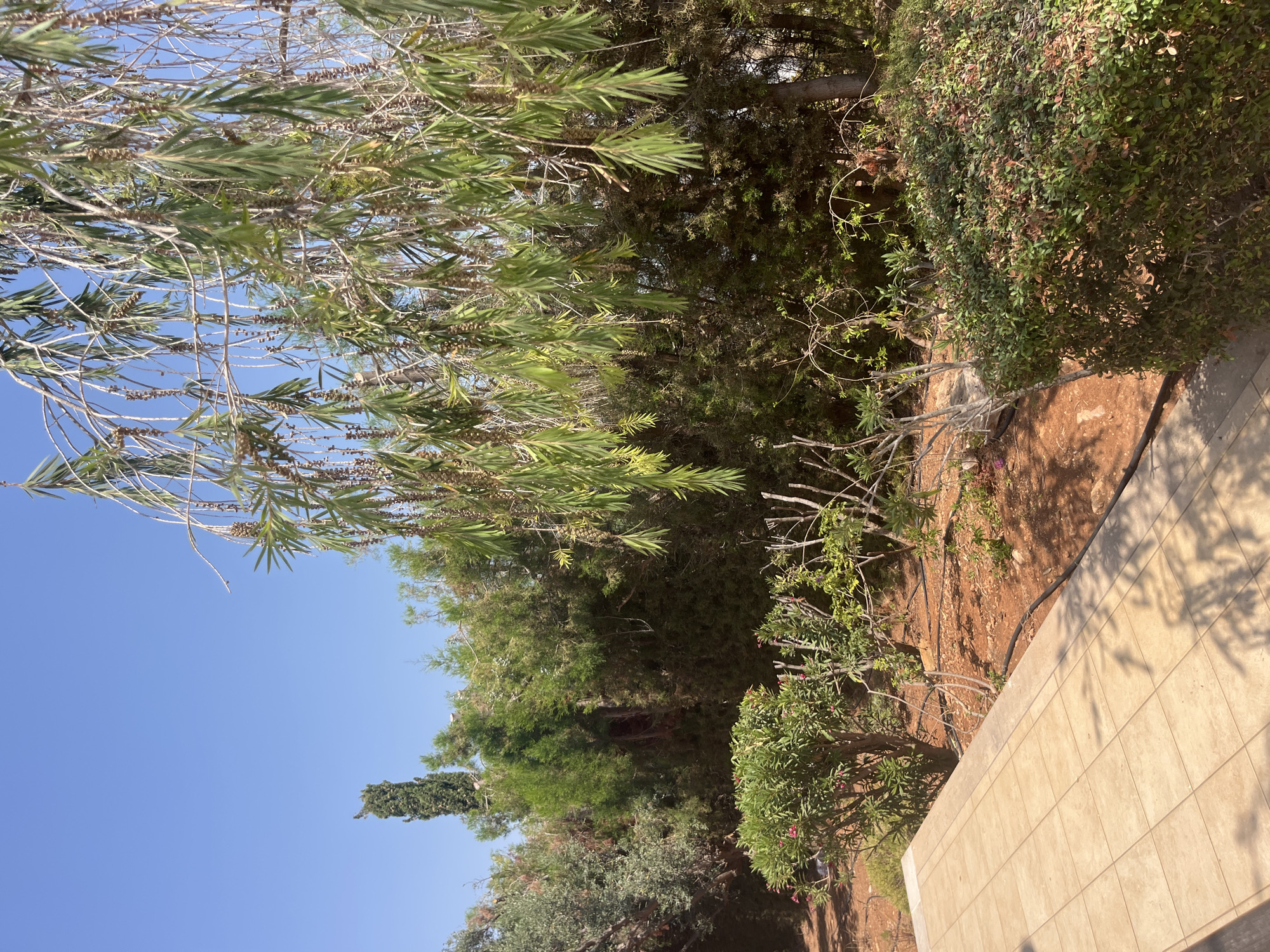 The image depicts a sunny outdoor scene in Aphrodite Hills, Cyprus. A paved tiled patio occupies the lower left portion of the frame, casting dappled shadows from overhead foliage. Beyond the patio, a garden area with red-brown soil is visible, featuring various shrubs and plants. In the mid-ground, a dense wall of green evergreen trees forms the backdrop. Overhead, branches of a tree with long, narrow green leaves and small brown seed pods hang down, obscuring the bright blue sky in the upper right. A tall, slender cypress tree is visible to the left of the evergreen foliage, rising above the other trees. The overall environment suggests a well-maintained garden or yard space.