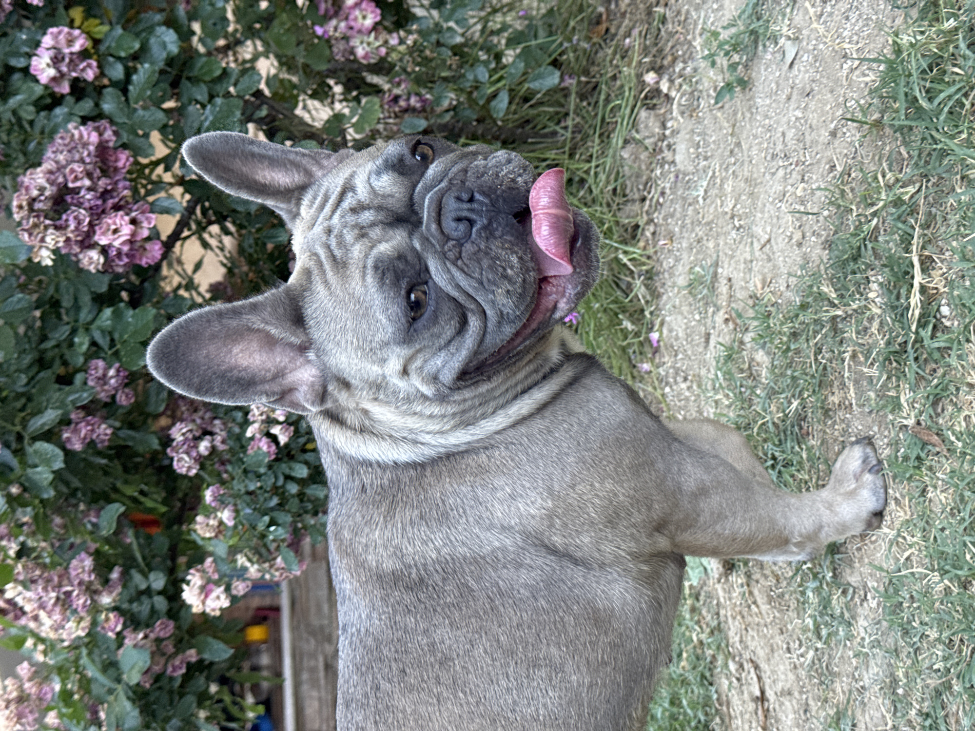 A French Bulldog, with grey fur and a contented expression, stands on a patch of ground covered in patchy grass and dirt. The dog's tongue is lolling out to the right. Behind the dog is a dense bush with small, pinkish-purple flowers and green leaves. The background is slightly blurred, suggesting the focus is on the dog. The scene is likely outdoors in a residential or garden area in San Benedetto del Tronto, Italy, given the vegetation and natural ground cover.