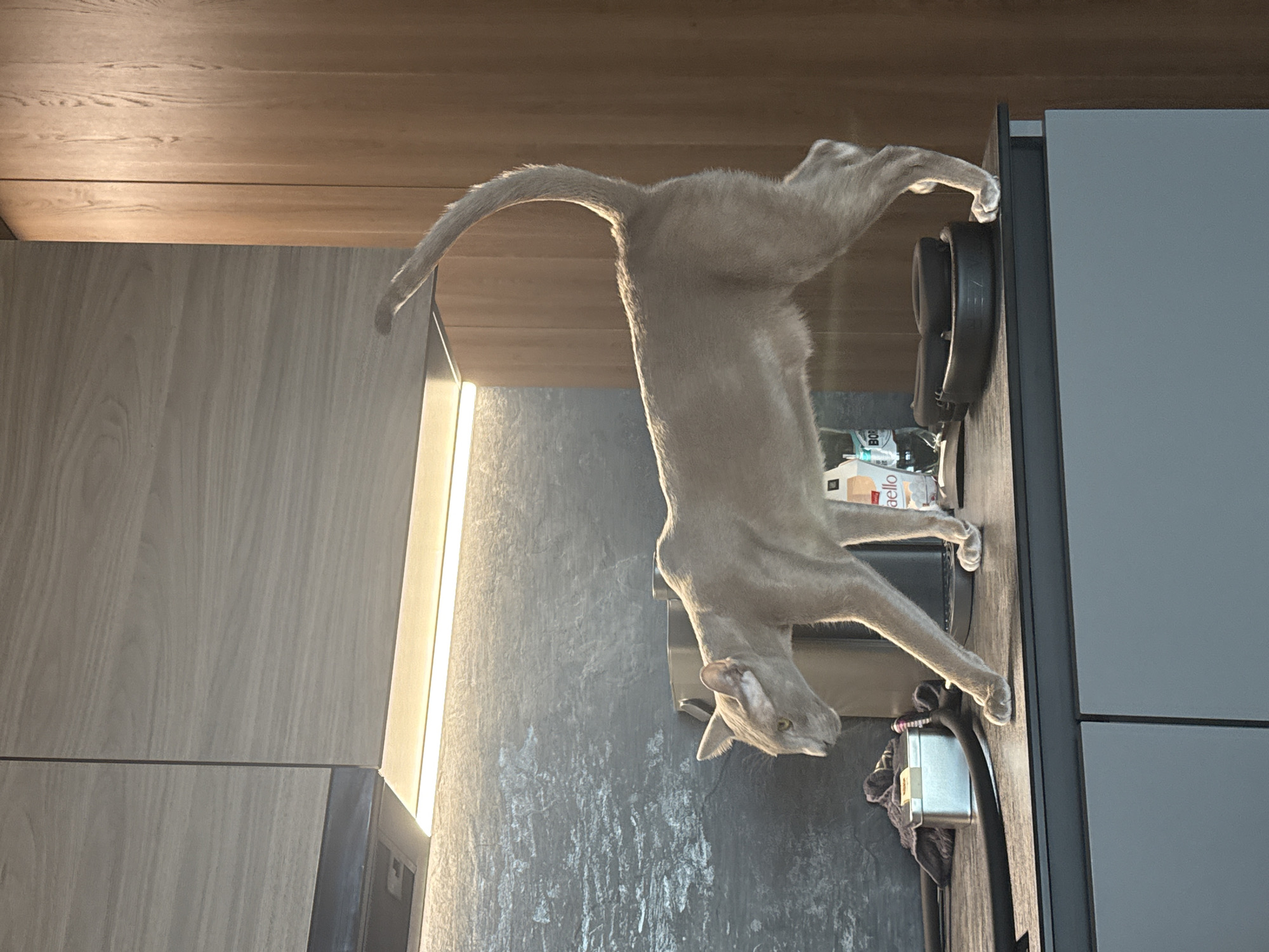 A sleek, light-colored cat, possibly a Russian Blue or a similar breed with greenish-yellow eyes, is the central subject of the image. The cat is stretched out on a dark, wood-grain surface, which appears to be a countertop or a high shelf in a modern kitchen or living area. Its front paws are positioned near a pair of black over-ear headphones, suggesting it might be playing with or examining them. The cat's head is lowered, and its gaze is directed downwards.
The setting consists of contemporary interior elements. To the left and above the cat are light-toned wooden cabinets. A prominent, vertically oriented LED strip light illuminates the space between these wooden cabinets and a textured, dark gray wall behind the cat. Further to the right, a section of plain light gray cabinetry is visible.
Other objects on the surface near the cat include a white box with the partial text "aello" (likely from a "Raffaello" confectionery box), a black cable, and a small metallic rectangular device. The lighting is a blend of warm artificial light from the LED strip and general ambient illumination, creating a clean and bright atmosphere. The cat's posture conveys curiosity and agility within this modern domestic environment, likely an apartment in Saint Petersburg, Russia.