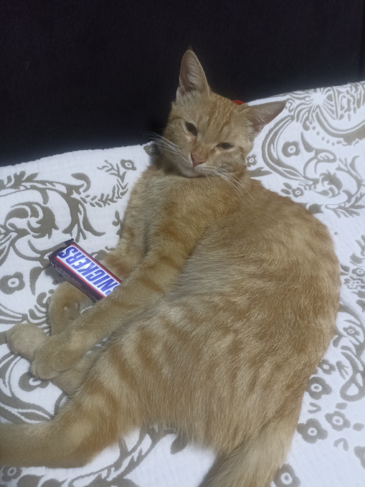 An orange tabby cat lies on a white and grey patterned blanket. The cat is positioned on its right side, facing the camera with its head tilted slightly to the left. A Snickers candy bar is placed across the cat's chest, held in place by its front paws. The background is a dark, blurry surface. The scene appears to be indoors, on a bed or sofa, but no specific location details, such as in the city of Osh City, Kyrgyzstan, are discernible from the image.