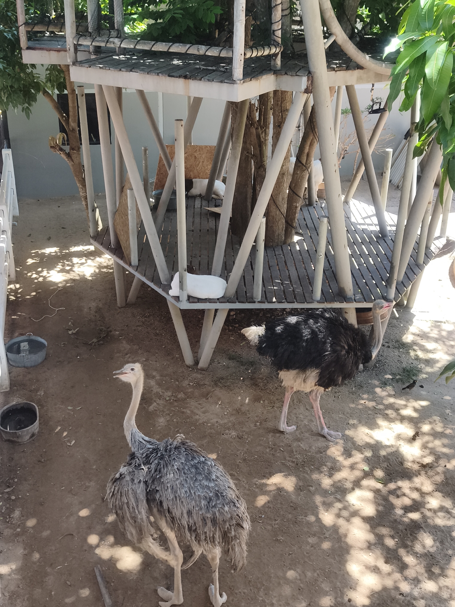 Two ostriches are visible in an outdoor enclosure in Baan Thong Po, Thailand. In the foreground, a large, grey-feathered ostrich stands facing left, with its head tilted upwards and its beak open. Behind and to the right of this ostrich is a second ostrich with black and white feathers, facing left and slightly forward. The enclosure features a raised wooden platform structure supported by numerous white poles. A white object, possibly a blanket or bedding, is situated on the platform. The ground is dirt, with some scattered leaves and debris. Sunlight filters through trees, casting dappled shadows on the ground. In the background, a grey wall and green foliage are visible. A metal bucket is present on the ground to the left of the grey ostrich.