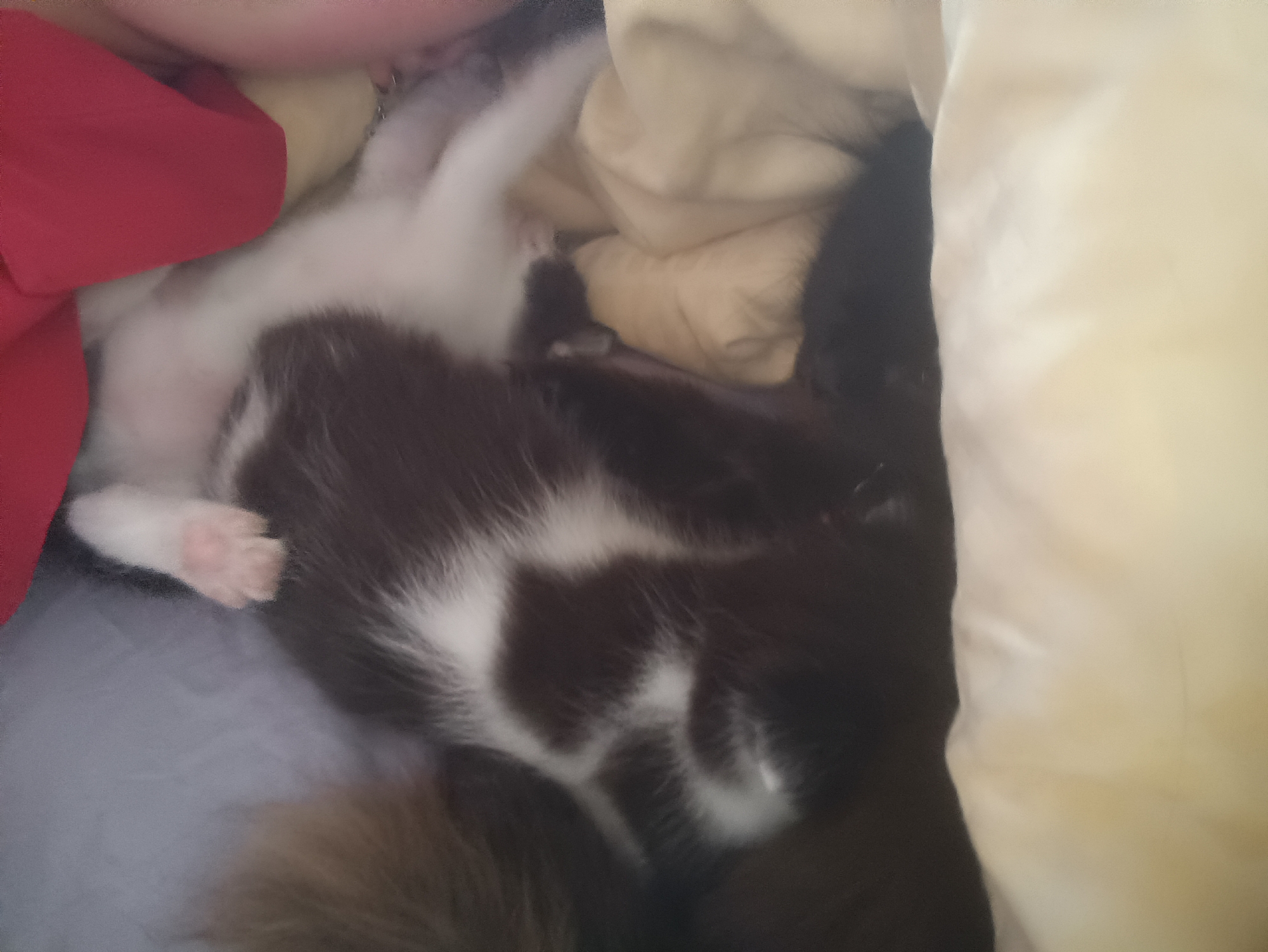 A group of kittens are nestled together, appearing to be sleeping. One kitten, predominantly black and white with distinct patches, is curled in the foreground. Another, mostly white, is partially visible behind it. A third, solid black kitten, is partially visible to the right. They are resting on soft bedding, likely blankets or pillows, with a glimpse of a red fabric item in the upper left corner. The scene is dimly lit, suggesting an indoor environment. The specific location in Hlobyne, Ukraine, cannot be determined from the image.