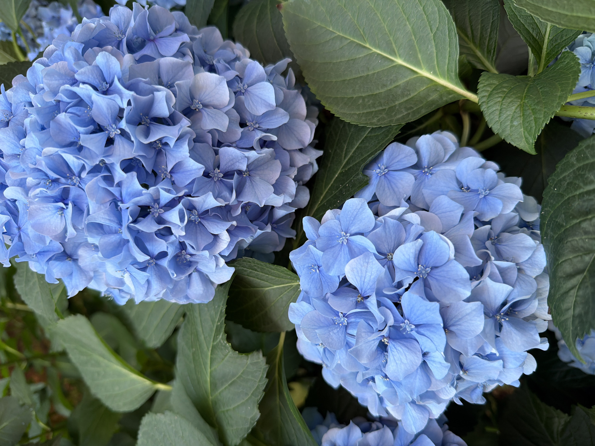 The image shows a close-up view of two large, blooming blue hydrangeas. The flowers are a vibrant blue with many small, delicate petals clustered together. Lush green leaves surround the flower heads, some of which are in sharp focus while others are blurred in the background. The lighting suggests it is daytime, possibly outdoors in a garden or park setting. There are no people or animals visible in the image. The scene is peaceful and naturalistic. The image does not provide any specific information about the city of Budva, Montenegro, or any identifiable landmarks within that location.