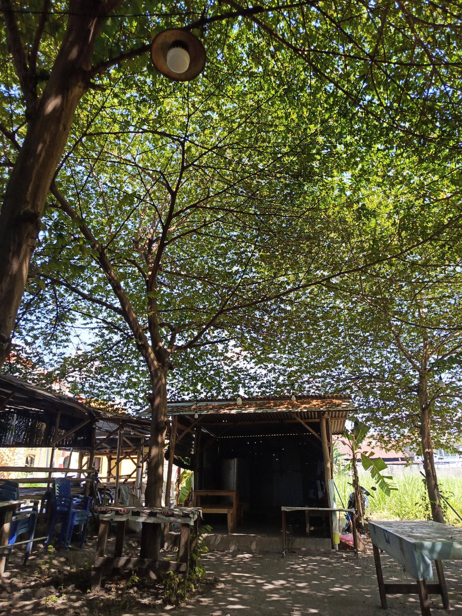 The image depicts an outdoor seating area of a small establishment, likely a warung or roadside cafe, in Kediri City, Indonesia. The scene is shaded by a canopy of dense green foliage from large trees, with sunlight dappling the ground. In the foreground, a rustic wooden table is covered with a light blue cloth. To the left, several blue plastic chairs are arranged around a similar table. Further back, a simple structure with a corrugated metal roof serves as the main building, with open sides revealing a dark interior and some seating. Various wooden supports and beams are visible. A motorcycle is parked near the structure. The background shows lush green vegetation, possibly rice paddies or a garden, and hints of buildings. A hanging light fixture with a white bulb is visible under the tree canopy. The overall atmosphere suggests a humble, informal outdoor dining or resting spot.