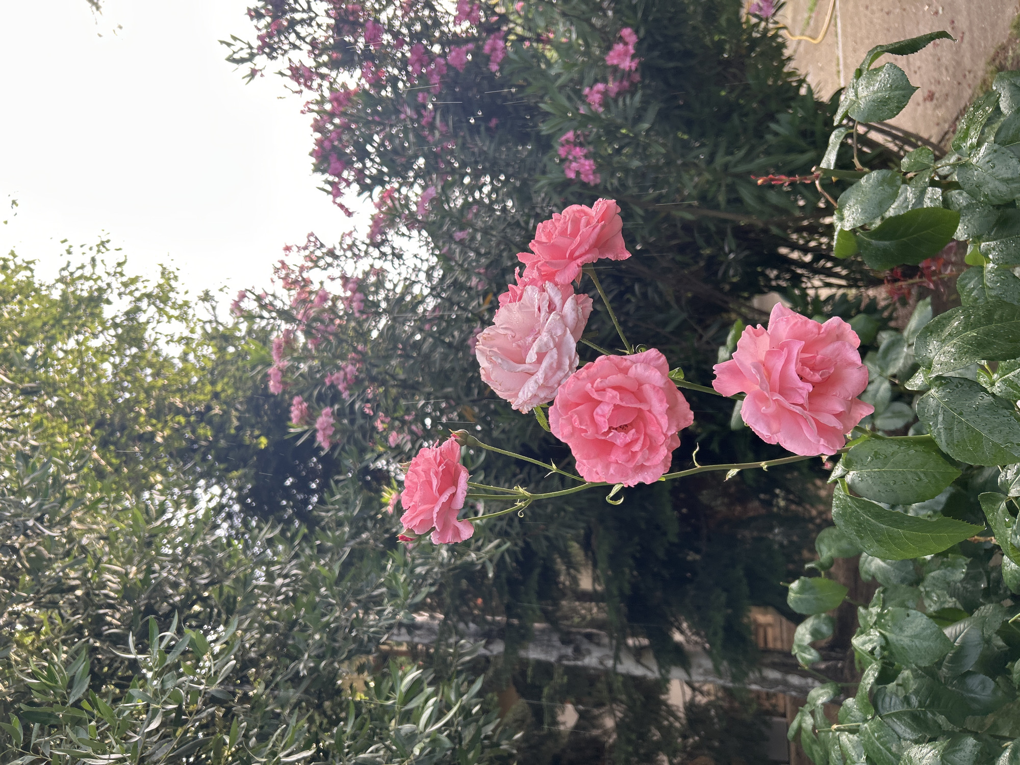 In Polenitsa, Bulgaria, a close-up shot captures a cluster of pink roses with water droplets clinging to their petals, suggesting recent rain. The roses are in various stages of bloom, with some fully opened and others still budding. Behind the roses, a dense green hedge with smaller pink flowers is visible. The background is blurred, but hints of trees and a building can be discerned. The lighting is soft, indicating an overcast sky, and faint streaks of rain are visible.