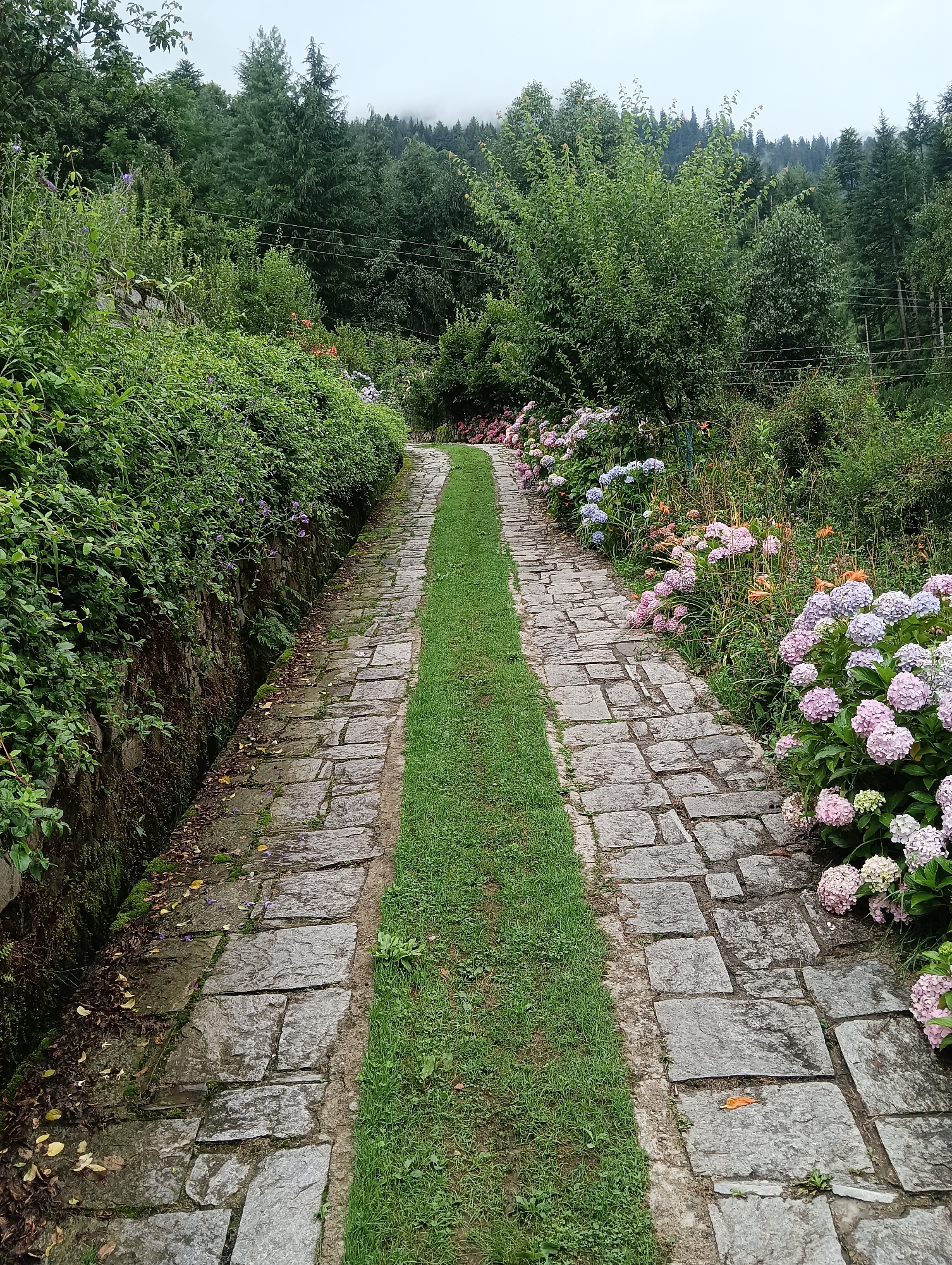 A stone pathway, bordered by lush greenery and vibrant hydrangeas, winds its way through a garden in the city of Goshal, India. The path is paved with irregular, grey stone slabs, creating a rustic and natural feel. A narrow strip of bright green grass runs down the center of the pathway, adding a touch of color and freshness. To the left of the path, a retaining wall covered in moss and foliage slopes downward, hinting at a tiered garden design. On the right, large clusters of pink, purple, and blue hydrangeas bloom in abundance, their dense flower heads creating a soft, cloud-like effect. In the background, a dense forest of tall, dark green trees stretches towards a misty, overcast sky. The overall impression is one of a serene and picturesque natural landscape, likely a tranquil garden setting within the mountainous region of Goshal.