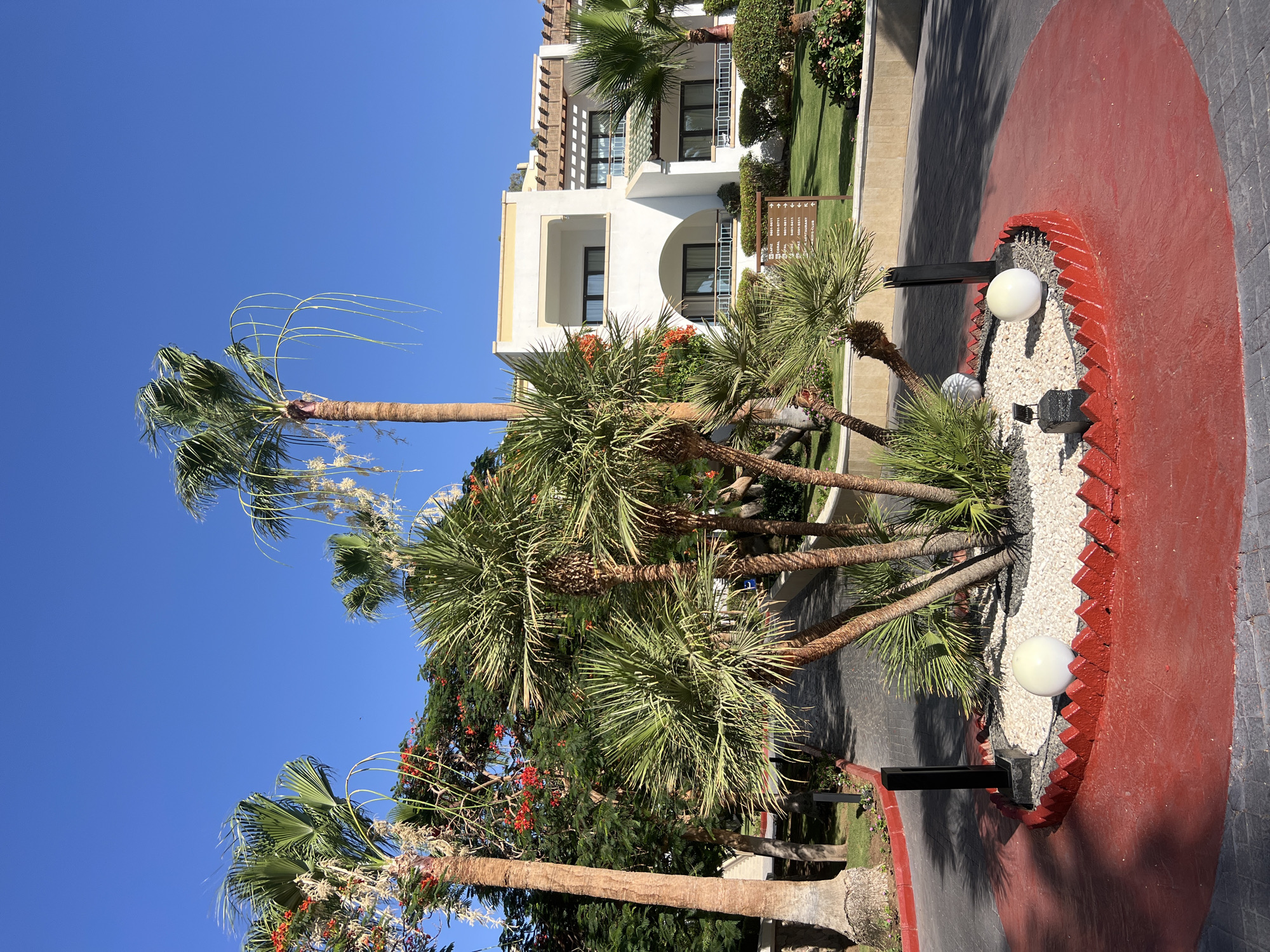 The image depicts a sunlit exterior scene with lush vegetation and a modern building, consistent with a resort in Sharm El Sheikh, Egypt. In the foreground, a circular planter bed with a red, serrated border is filled with white gravel and decorative white spheres. Several palm trees, varying in height and frond density, are clustered within this planter and also surround the scene. One prominent tall palm tree on the left has a thick, textured trunk and wispy fronds. A pathway paved with dark grey interlocking stones curves through the scene, bordered by a red, painted surface. In the mid-ground, a multi-story building with white stucco walls, dark-framed windows, and balconies is visible, set against a backdrop of manicured green lawns and more trees, including some with vibrant red flowers. A directional signpost with multiple arrows and text in English and possibly Arabic, indicating room numbers, amenities like "RESTAURANT", and "CLUB", is positioned near the building. The sky is a clear, vibrant blue, indicative of a sunny day. The overall impression is one of a well-maintained tropical resort environment.
