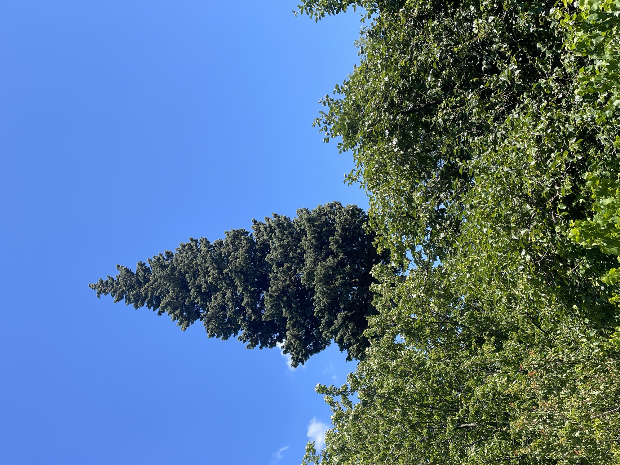 The image depicts a bright, clear sky with lush green trees dominating the foreground and midground. On the left, a tall, dark green coniferous tree stands in sharp contrast to the lighter, more feathery foliage of deciduous trees on the right. The trees are viewed from below, looking upwards, suggesting a sunny day. There are hints of small, white clouds scattered in the blue expanse. The scene is set in Mtskheta, Georgia, and appears to be a serene, natural setting. No people or specific objects are visible, and no text is present. The overall impression is one of natural beauty and tranquility on a pleasant day.