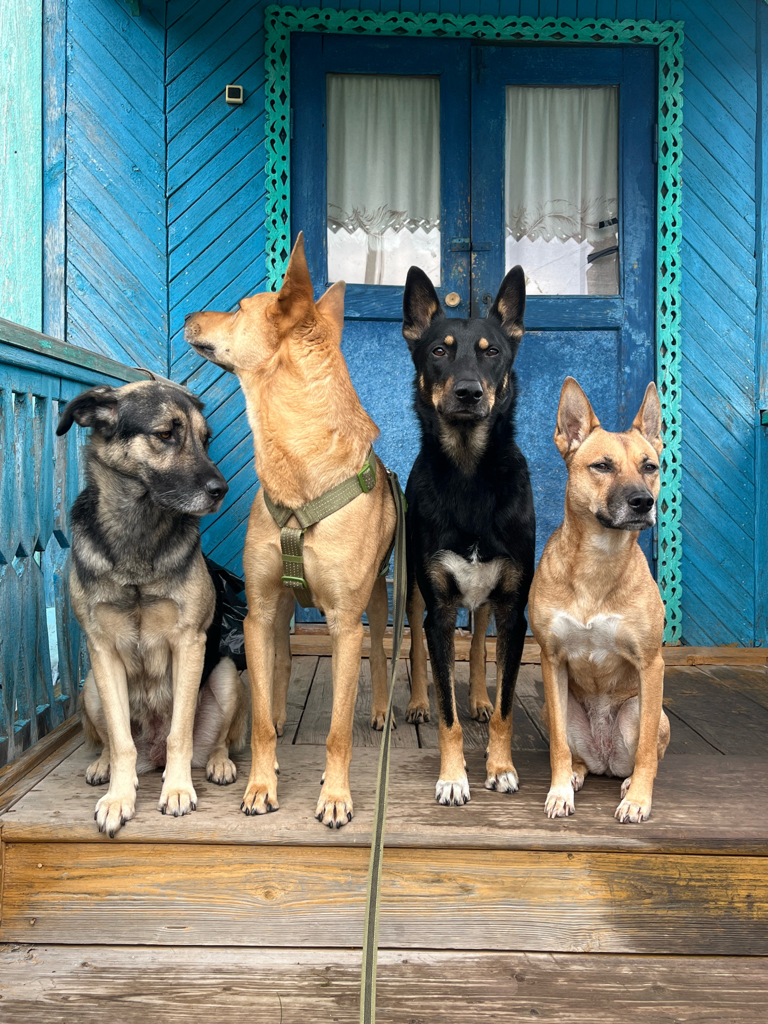 Four dogs are standing and sitting on a wooden porch in front of a blue wooden house with decorative green trim around a double door. From left to right: a large, brindle and tan dog is sitting, looking to its left; a tan dog with a green harness is standing, looking to its left; a black and tan dog is standing, looking forward; and a tan dog is sitting, looking to its right. The porch and the house appear weathered. The setting is likely a residential area in Nizhny Tagil, Russia, given the architectural style and the presence of decorative wooden elements.