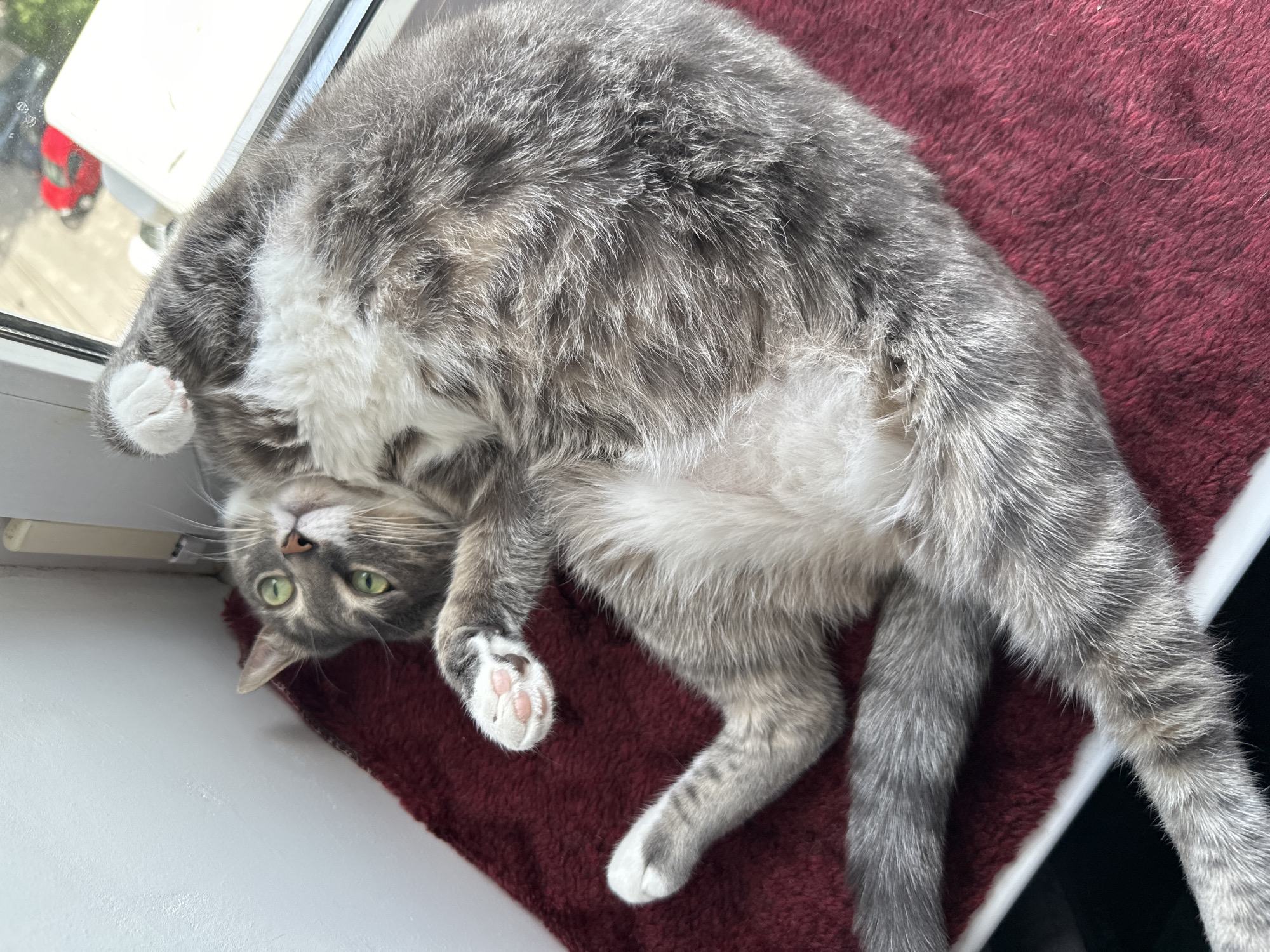 A grey tabby cat with prominent white markings on its belly and paws is the central subject, lying on its back with its head tilted, looking directly into the camera. Its bright green eyes are wide open, conveying a relaxed and playful demeanor. The cat's pink paw pads are visible on its upturned paws. It is resting on a textured, deep maroon or burgundy mat or blanket.
The setting appears to be indoors, next to a white window frame. Through the window, a blurred outdoor scene is visible, including what looks like a red vehicle in the distance, indicating it is daytime. The natural light from the window illuminates the scene, highlighting the texture of the cat's fur and the fuzzy blanket. The cat's fur shows distinct grey tabby stripes across its back and tail, contrasting with the soft white fur on its underside. There is no visible text in the image.