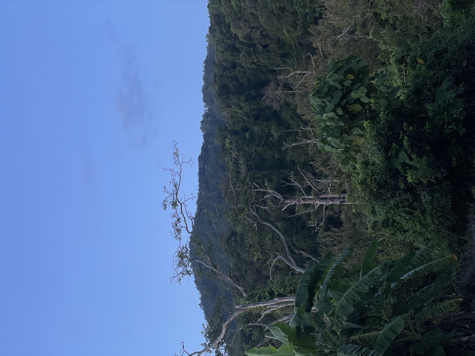 The image depicts a lush, densely forested mountainside under a clear blue sky, likely taken at dusk or dawn given the soft lighting and the deep blue hue of the sky. The foreground features large, vibrant green banana leaves on the left, suggesting a tropical environment. The midground is characterized by a mixture of thick green foliage and the skeletal branches of dead trees, creating a stark contrast between life and decay. Further back, the mountainside is covered in a dense canopy of dark green trees, obscuring any details of the terrain beyond the initial slope. There are no people, animals, or man-made structures clearly visible in the image, giving it a wild and natural feel. The scene appears to be within Baan Lipa Noi, Thailand, a location known for its natural beauty and tropical landscapes.