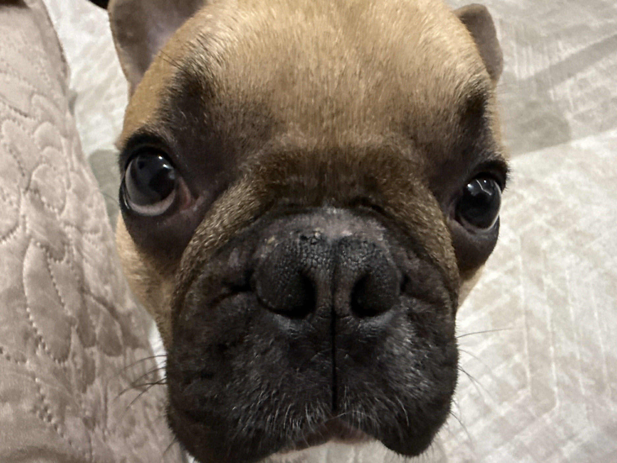 The image is a close-up, head-on portrait of a tan French Bulldog. The dog's face fills the frame, with its large, dark eyes, wrinkled snout, and prominent nose clearly visible. Its ears are perked up. The dog appears to be looking directly at the camera. The background is a soft, textured light-colored surface, possibly a blanket or upholstery. The image does not contain any recognizable landmarks or contextual clues that would allow for identification of a specific location in Burgas, Bulgaria, or any other city.
