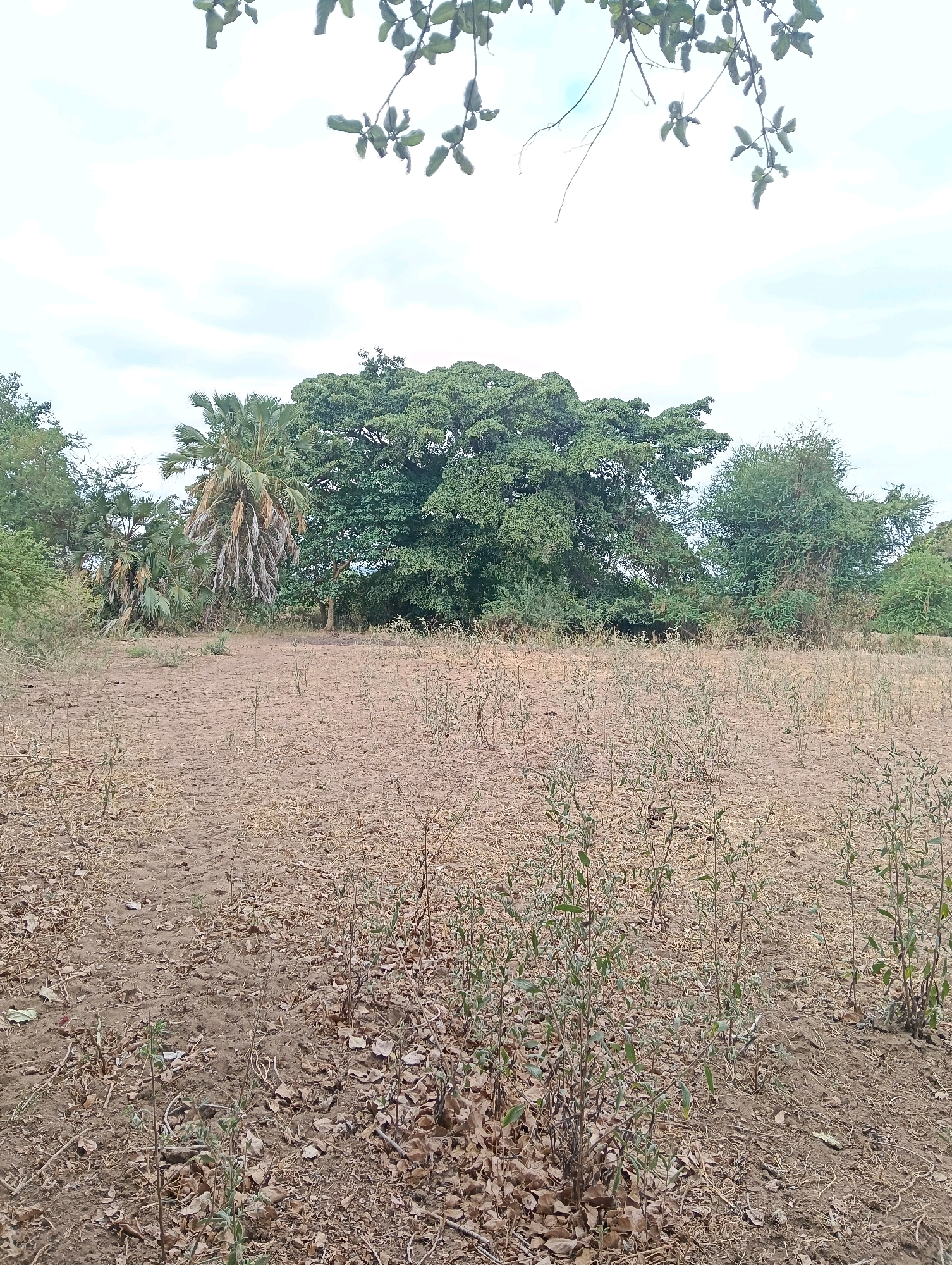 The image depicts a dry, dusty landscape with sparse vegetation in the foreground. In the middle ground, a large, bushy tree stands prominently, flanked by palm trees and other greenery. The background reveals a cloudy sky. The scene appears to be an outdoor environment, likely in a rural or semi-arid region, possibly the city of Mutitu/Kaliku Ward, Kenya, given the description. There are no people or animals visible in the image. The overall impression is one of a natural setting, possibly during a dry season.