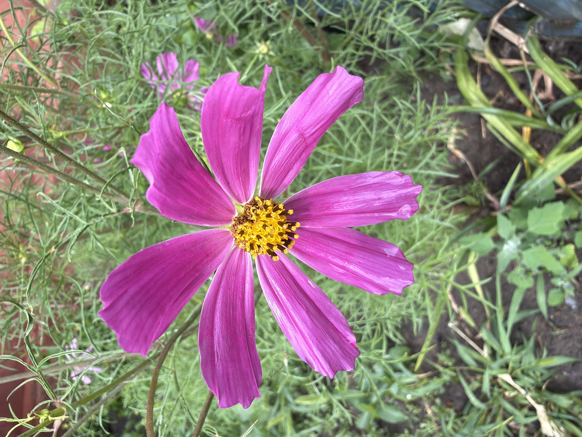 This media file is a close-up, top-down shot of a single, vibrant pink cosmos flower in full bloom. The flower is the dominant subject, with its delicate, crinkled petals spreading outwards from a bright yellow center filled with numerous tiny stamens. Some petals are slightly curled or torn, adding a touch of natural imperfection.
The flower is situated amidst a backdrop of green foliage, characteristic of a garden setting. The leaves are finely textured and feathery, with some areas appearing slightly damp, suggesting recent rain or dew. In the background, blurred hints of other pink cosmos flowers and darker soil are visible, along with what appears to be a blue or dark-colored border of a planter or raised bed. The lighting suggests it could be daytime, possibly overcast, given the even illumination and lack of harsh shadows. The overall impression is one of natural beauty and the simple elegance of a garden in bloom. No people, text, or specific events are depicted. The location context is Chernihiv, Ukraine.