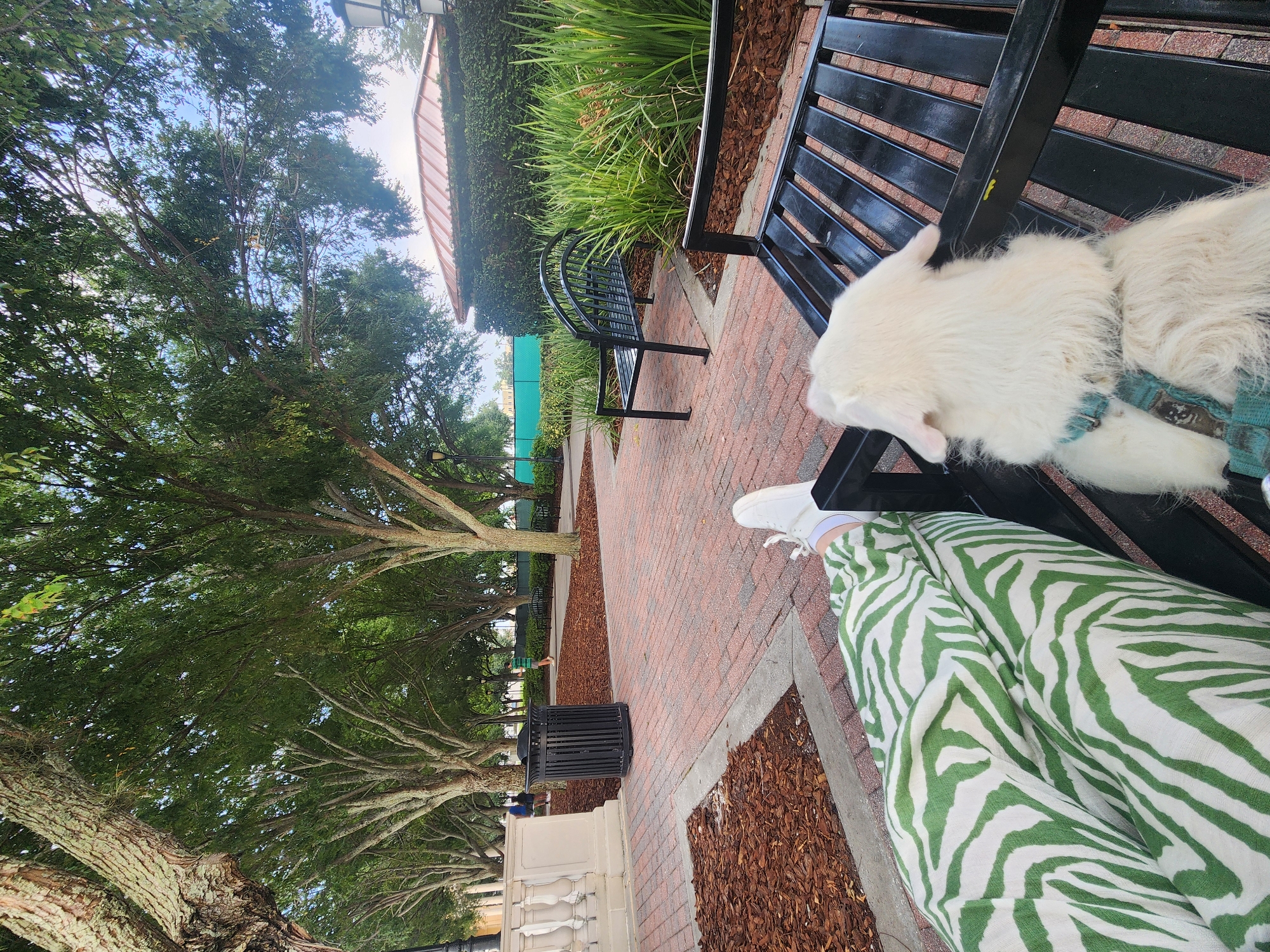 The image depicts a ground-level outdoor scene on a paved area with brick flooring and mulch beds, likely in Altamonte Springs, United States of America. In the foreground, a person is seated on a black metal bench, their legs adorned with green and white zebra-print pants. A fluffy white dog, wearing a teal harness, is also seated on the bench, facing away from the camera. Behind the bench, a black metal trash receptacle stands near a white stone structure with decorative columns. The middle ground features more black metal benches, a path of brick pavers, and lush green landscaping. Mature trees with dense foliage line the pathway, creating a shaded canopy overhead. In the background, a building with a copper-colored roof and ivy-covered walls is visible, along with a turquoise construction fence. The sky is clear and blue.