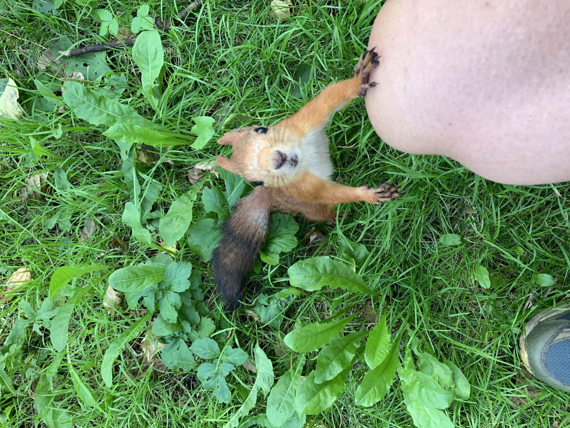 In a grassy area with scattered leaves, a red squirrel is positioned in the foreground, looking directly at the camera. Its front paws are resting on a person's knee, which is also in the foreground. The squirrel's fur is reddish-brown, with white fur on its chest and face. Its tail is bushy and appears to be a darker brown. The person's knee is a light skin tone, and a portion of a shoe is visible in the bottom left corner of the image. The background consists of lush green grass and various green leaves, typical of an outdoor park or natural setting. The image was taken in Prokopyevsk, Russia.
