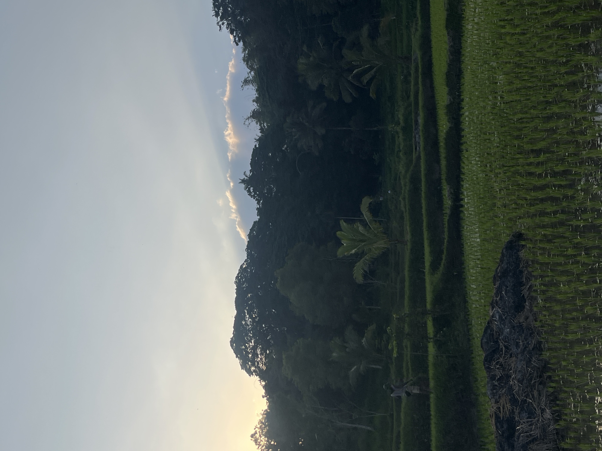 A serene rice paddy landscape is depicted in Tetebatu, Indonesia, during the golden hour. The foreground is dominated by lush green rice sprouts, partially submerged in water, with a dark, composted pile of organic matter to the left. In the mid-ground, a lone figure, dressed in light-colored clothing, walks across a terraced section of the paddy. Behind them, a dense, dark green forest covers the undulating hills, with palm trees interspersed amongst the larger foliage. The sky above is a soft gradient of pale blue and white, with streaks of sunlight piercing through scattered clouds, casting rays onto the distant treeline. The overall impression is one of natural beauty and tranquility.