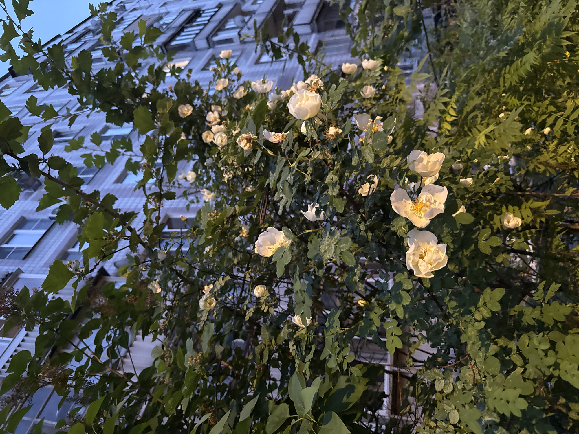 An upward-angled shot captures a lush, flowering bush positioned in front of a tall urban building during twilight. The central focus is a dense green shrub adorned with numerous white or off-white flowers, each featuring prominent yellow stamens in its open center. These flowers resemble wild roses, and the foliage is varied and abundant, suggesting a mix of plant types or a well-established, sprawling growth.
The background is dominated by a multi-story building, likely an apartment block or commercial structure. Its facade is a light, possibly grey or off-white, material, with many regularly spaced windows reflecting the soft, pale blue of the evening sky or internal light sources. The architecture indicates an urban or suburban setting.
The lighting conditions suggest dusk or early evening, with a diffused glow that softly illuminates the flowers and foliage. The sky is a gentle pale blue at the top, transitioning to darker tones. No people are visible, and no specific activity is taking place. There is no visible text in the image. The scene evokes a tranquil integration of nature within an urban environment.