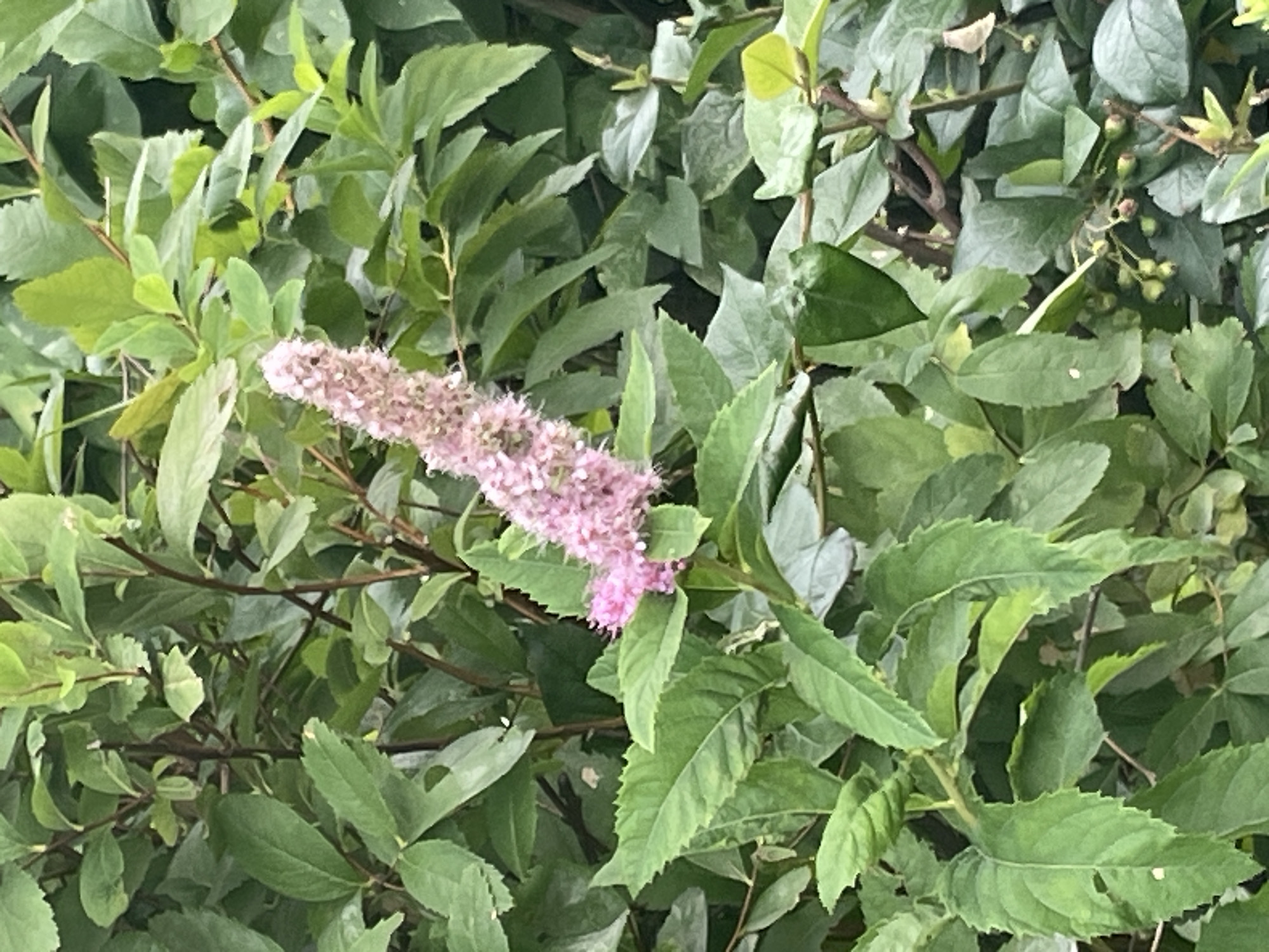 A close-up, eye-level, outdoor shot captures a cluster of delicate pink flowers with a feathery appearance, blooming amongst lush green foliage. The flowers are elongated and clustered tightly together on a stem, with smaller, brighter pink buds visible at the base of the main bloom. The background consists of out-of-focus green leaves and branches, suggesting a natural setting. The image was taken in the city of Krasnogorsk, Russia.
