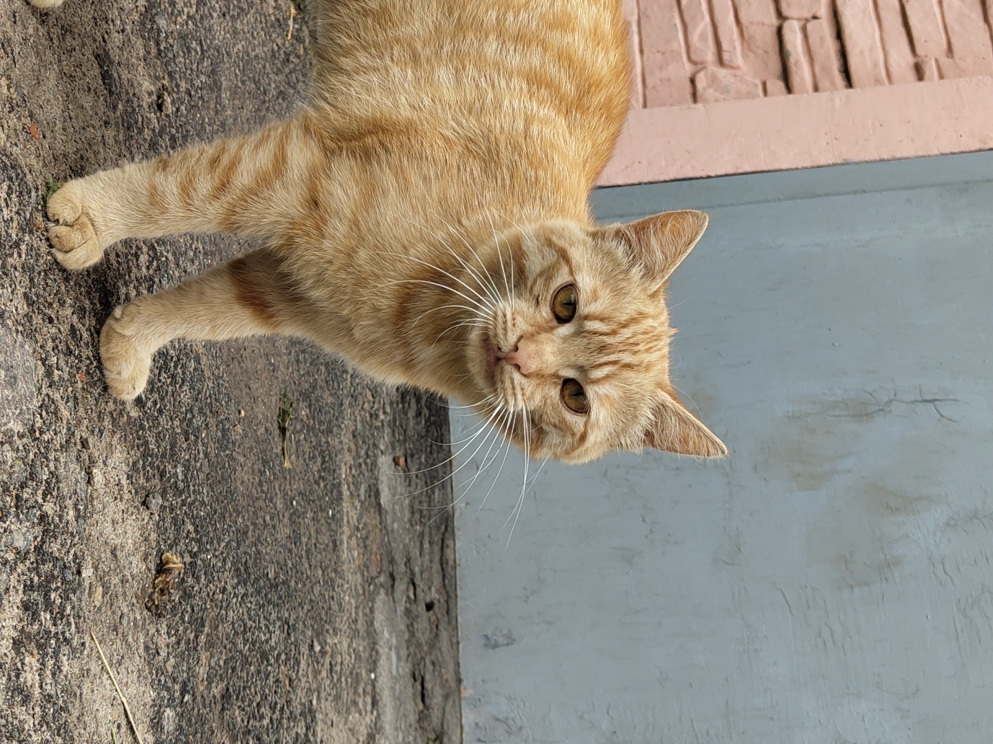 An orange tabby cat stands on a textured gray surface, facing the camera. The cat has a light orange coat with darker orange stripes. Its eyes are amber, and it has long white whiskers. Behind the cat, a weathered blue wall with visible cracks dominates the background, with a sliver of pink brickwork visible on the far left. The ground beneath the cat appears to be concrete or asphalt, with scattered debris.