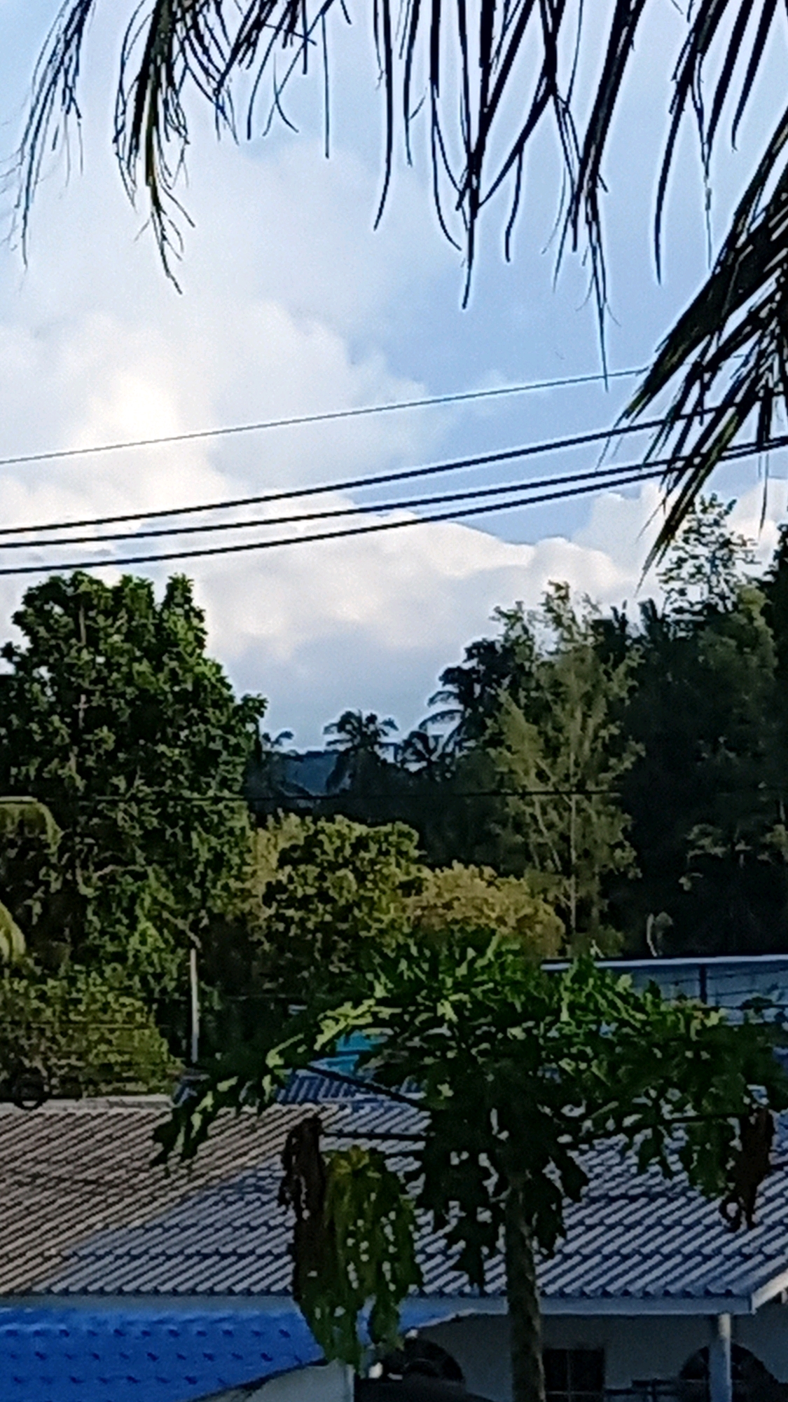 The image captures a view from what appears to be a residential area in Ko Pha-ngan District, Thailand, on a partly cloudy day. In the foreground, a roof with a gray, corrugated tile pattern is visible, with a blue tiled area suggesting a pool or water feature to the left. A young papaya tree with large, lobed leaves stands in front of the roof. Dark, dry, hanging fronds are visible on the tree. Further back, dense green foliage of various trees dominates the mid-ground, with some taller trees reaching towards the sky. In the distance, a range of hills covered in vegetation forms the backdrop. A series of power lines are strung across the upper mid-ground, against a sky filled with white, puffy clouds. Palm fronds hang from the top of the frame, partially obscuring the sky and creating a natural frame for the scene. No people are visible in the image.