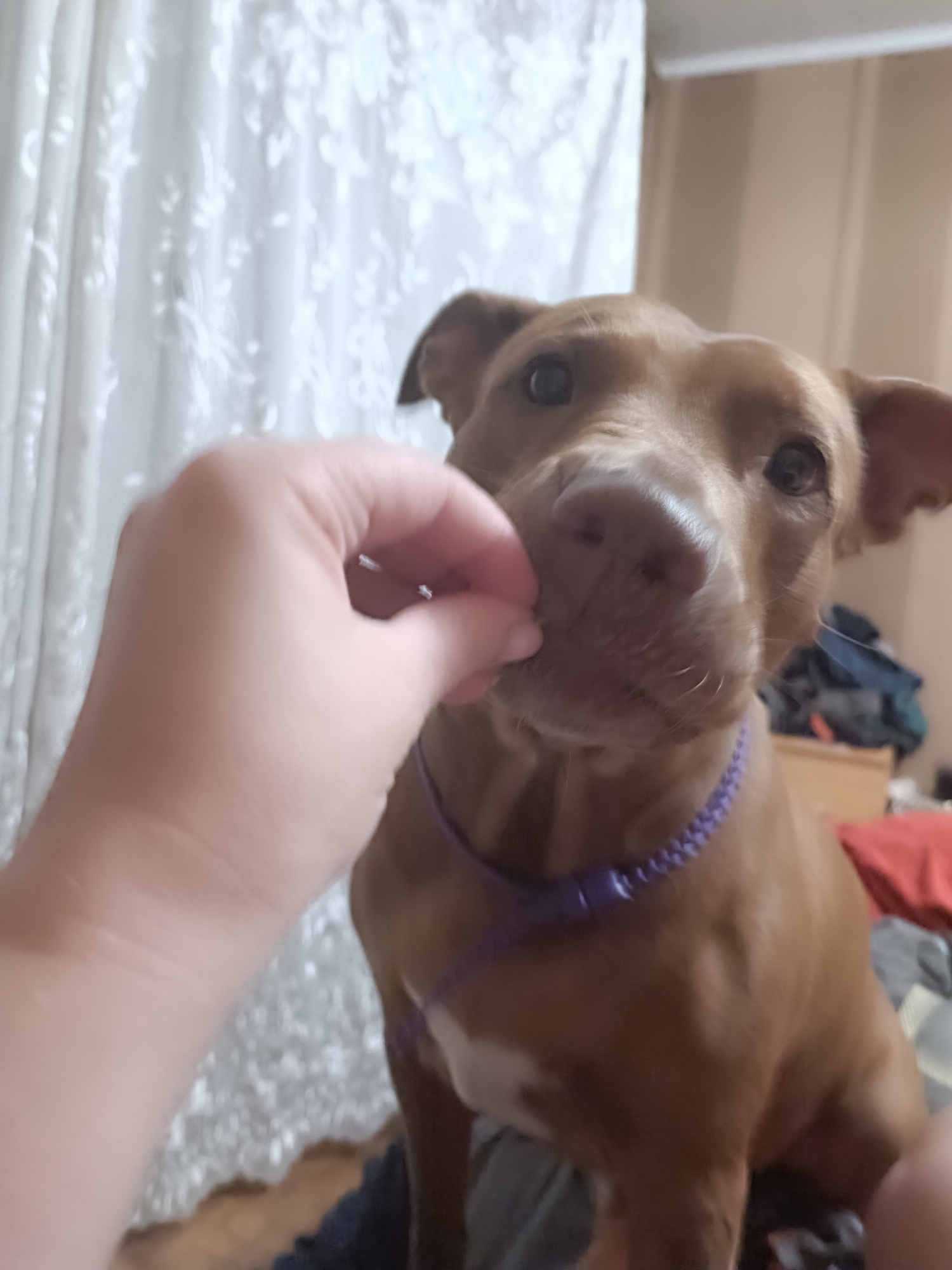 In an indoor setting, a person's hand is holding a treat towards the face of a tan-colored pit bull dog. The dog is wearing a purple braided collar and is looking at the treat with its mouth slightly open. The background shows a blurred white lace curtain on the left and furniture and clothing in various muted colors on the right.