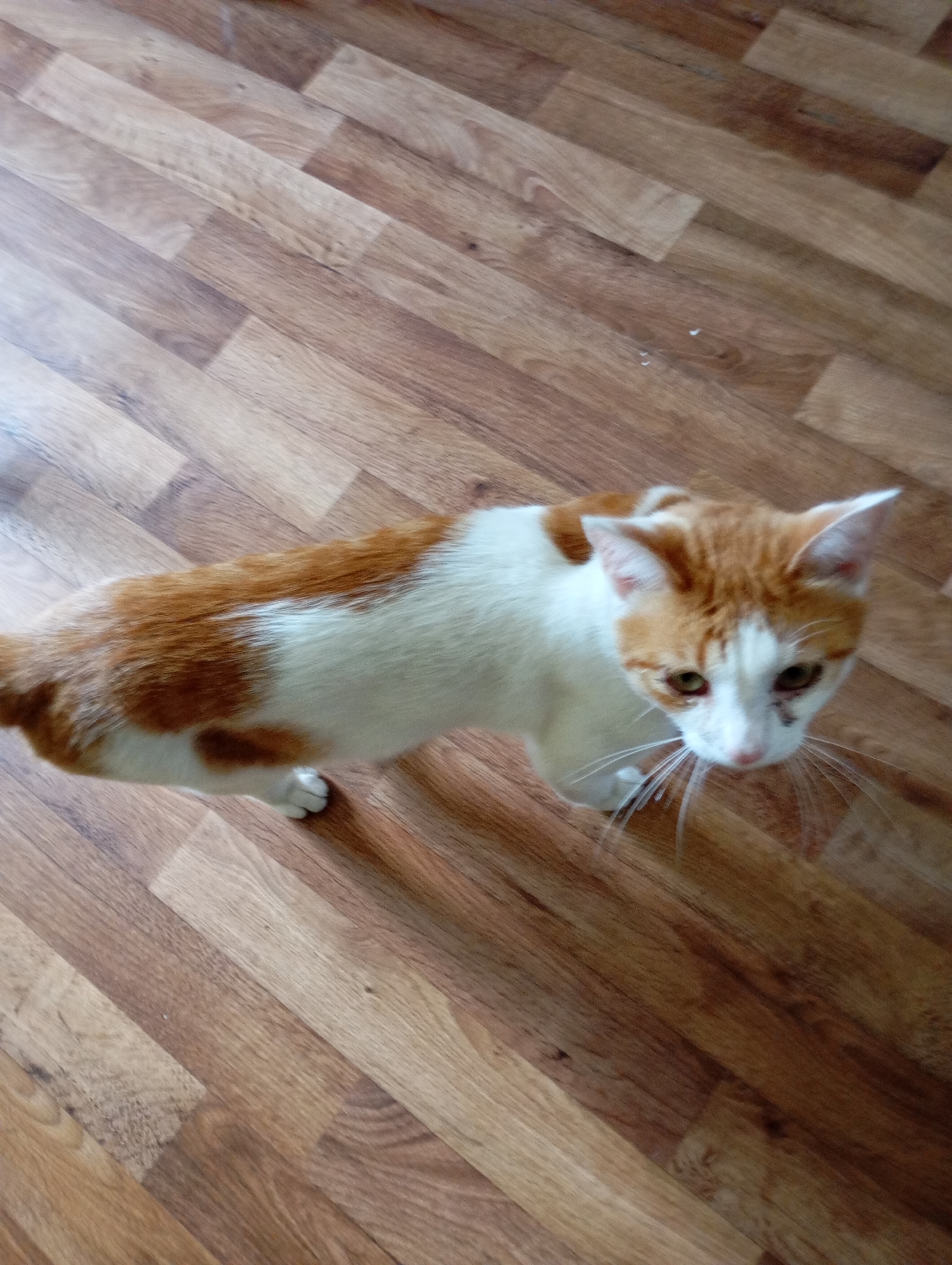 An indoor, high-angle shot shows a domestic cat with white and orange tabby markings standing on a wooden floor. The cat is facing toward the right side of the frame, with its head turned to look at the camera. Its eyes are greenish-yellow, and its whiskers are prominent. The floor is made of light brown wooden planks laid diagonally. There are no other visible objects or people in the scene. This image was taken in Vysokaya Gora, Russia.