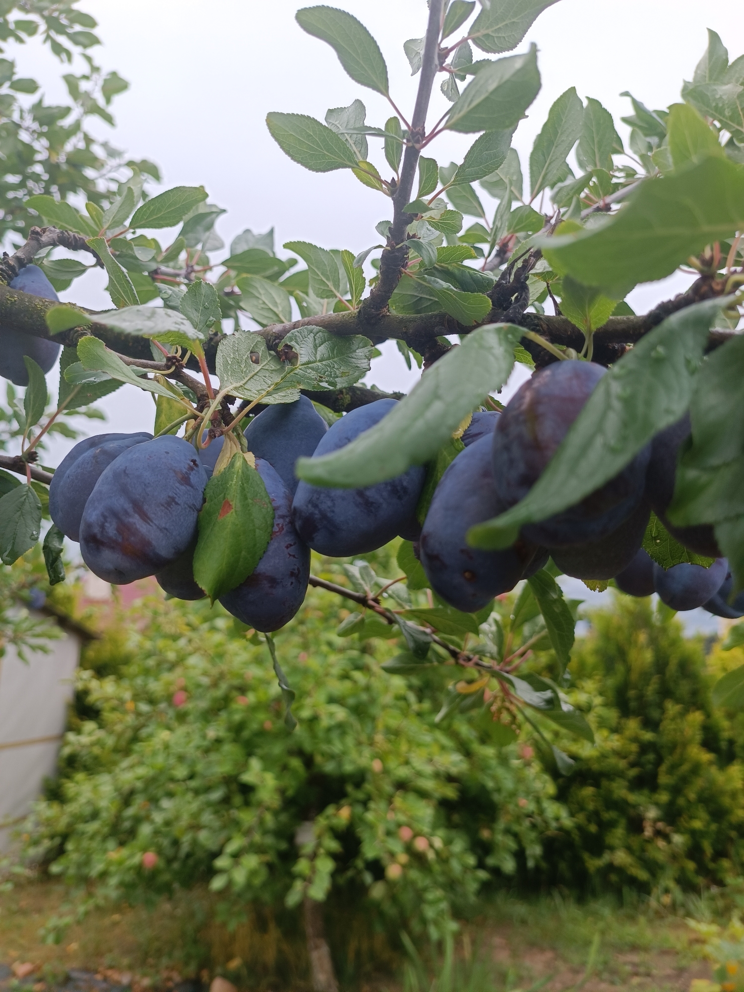 A close-up, eye-level shot captures a branch of a plum tree laden with ripe, dark purple plums. The plums are oval-shaped, with a slight sheen, and some have subtle reddish-brown streaks. Several green leaves, some with water droplets, are interspersed among the fruit. The branch itself is dark and rough, with smaller reddish stems and buds visible. The background is a blurred tapestry of lush green foliage, with hints of other trees and possibly a building structure on the left. The overall impression is one of a natural, outdoor setting, likely a garden or orchard, within the Тэльмінскі сельскі Савет region of Belarus, during overcast weather conditions. No people or specific actions are depicted.