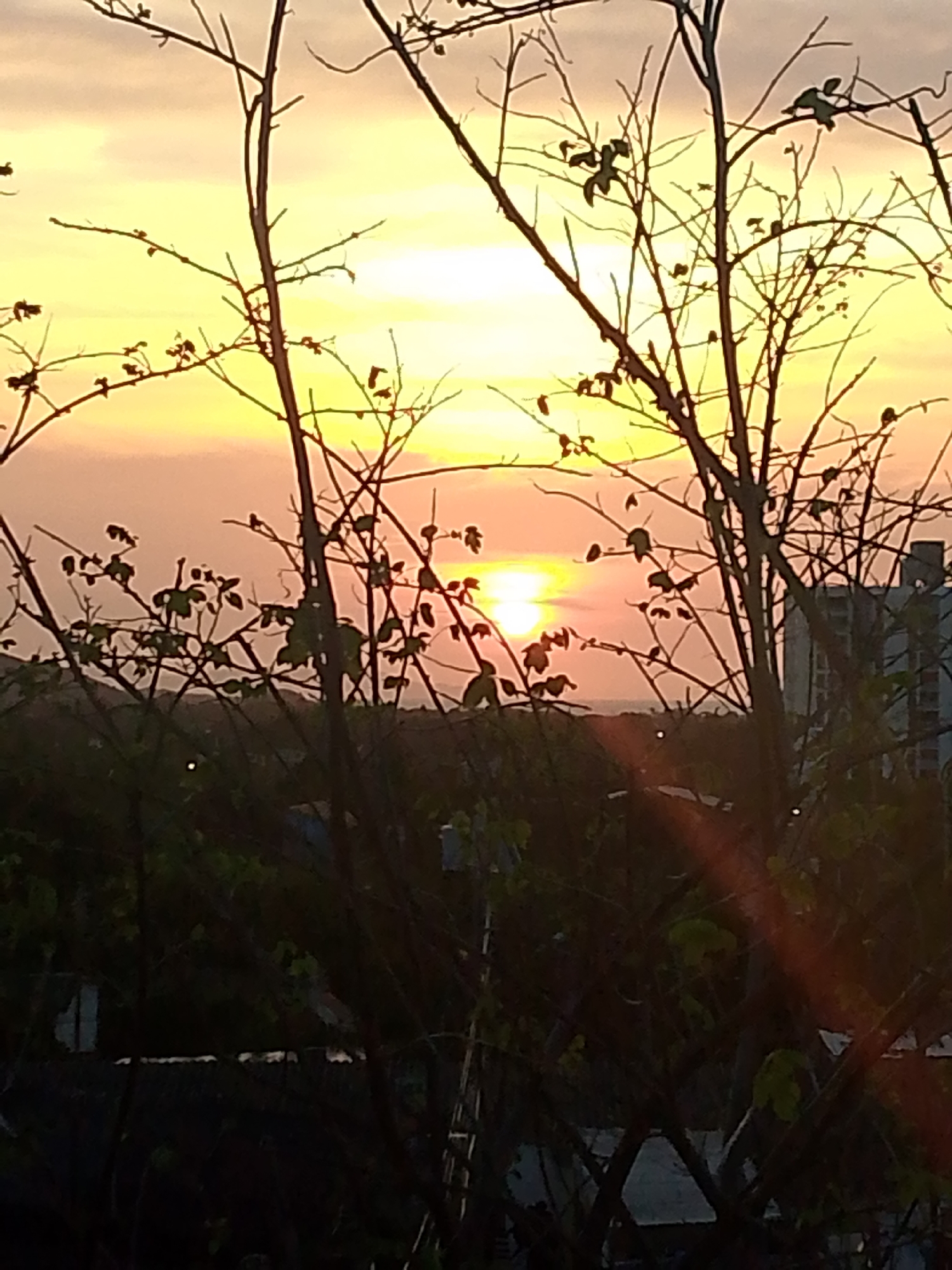 The image depicts a sunset in Juan Griego, Venezuela, framed by the silhouette of bare branches and sparse foliage in the foreground. The sun is visible near the horizon, creating a bright, orange glow in the sky. The sky fades to yellow above the sun. An indistinct structure or building is visible on the right side of the image. The overall scene is somewhat dark and muted due to the focus on the backlit subject matter. The environment appears to be a mixture of natural and urban elements. The photo was probably taken from a rooftop or an elevated place.