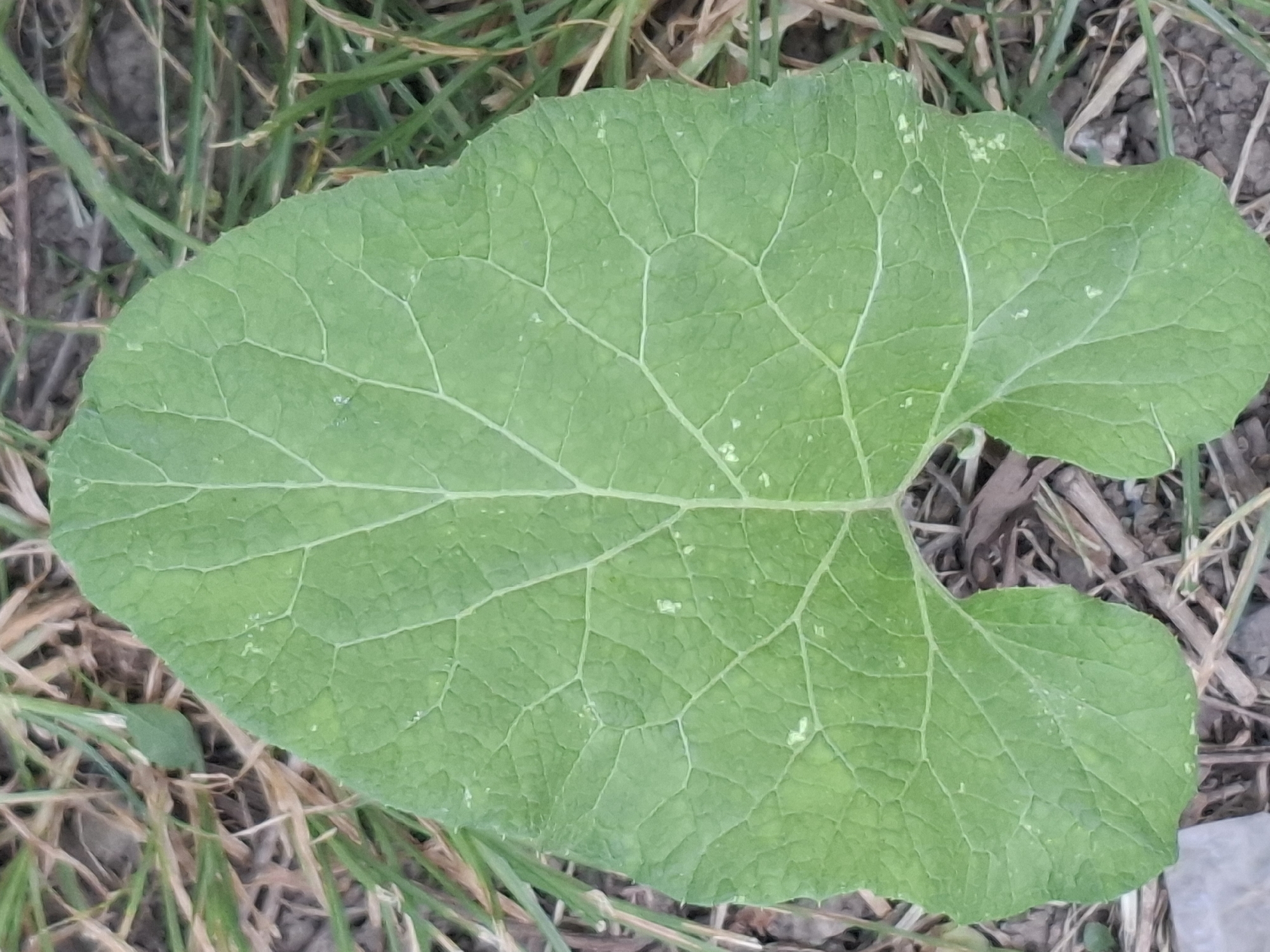 A large, heart-shaped green leaf with prominent veins lies on the ground amidst dry grass and soil. The leaf has a slightly textured surface and appears to be a fallen leaf from a plant. The surrounding environment suggests an outdoor setting, possibly a park or a natural area. The image does not contain any recognizable landmarks or clues that would indicate its specific location within the city of Almaty, Kazakhstan.
