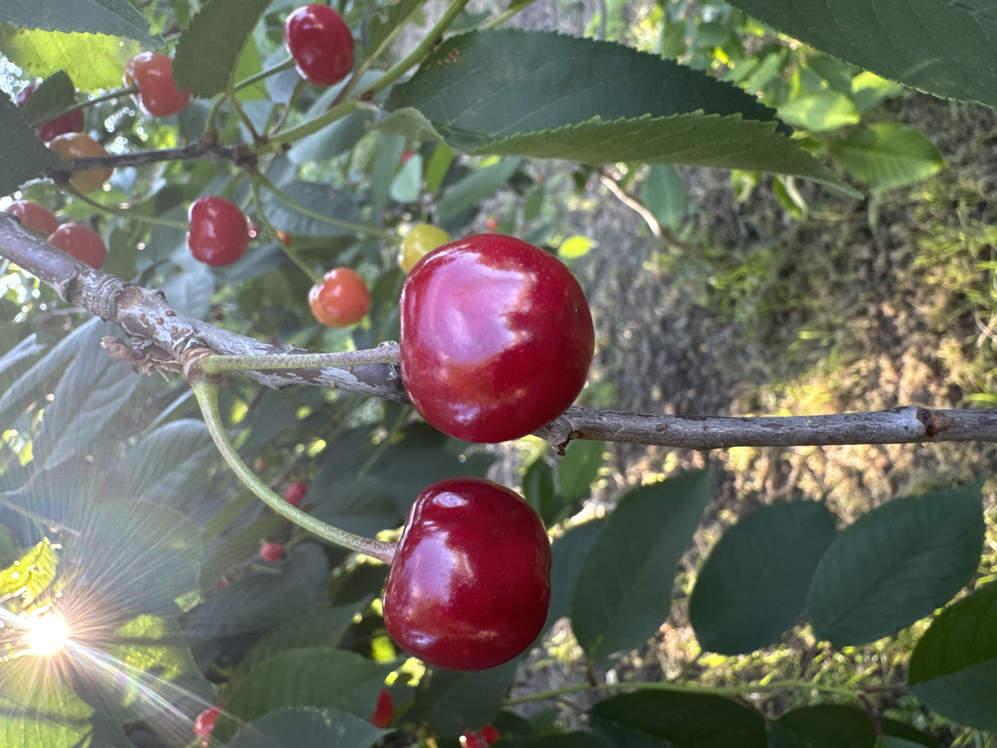 In an outdoor scene, a close-up view captures two ripe cherries hanging from a branch. The cherry in the foreground on the left is a deep, glossy red. To its right and slightly behind, another cherry shares the same vibrant red hue. Both cherries are attached to delicate stems that originate from a thin, textured branch. The background is a blur of green leaves and dappled sunlight, suggesting a natural, possibly orchard environment. The sun's rays create a lens flare effect in the upper left quadrant of the image, adding a warm, luminous quality to the scene. The ground below is covered in a mix of grass and soil, with patches of sunlight breaking through. The overall impression is one of natural abundance and the beauty of ripe fruit in sunlight.